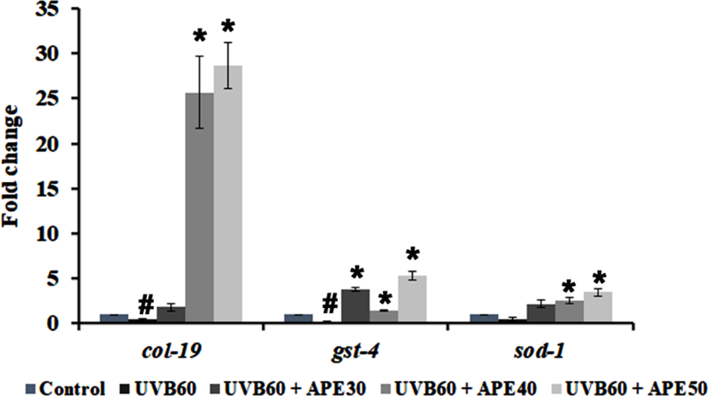 qPCR analysis of mRNA expression of col-19, gst-4 and sod-1 post exposure UV-B with or without treatment with APE. Treated group showed increased mRNA expression in comparison with UV-B exposure alone. # represents significance (p < 0.05) between control and UV-B/APE extract treated, *represents significance (p < 0.05) between UV-B exposed and treated groups.