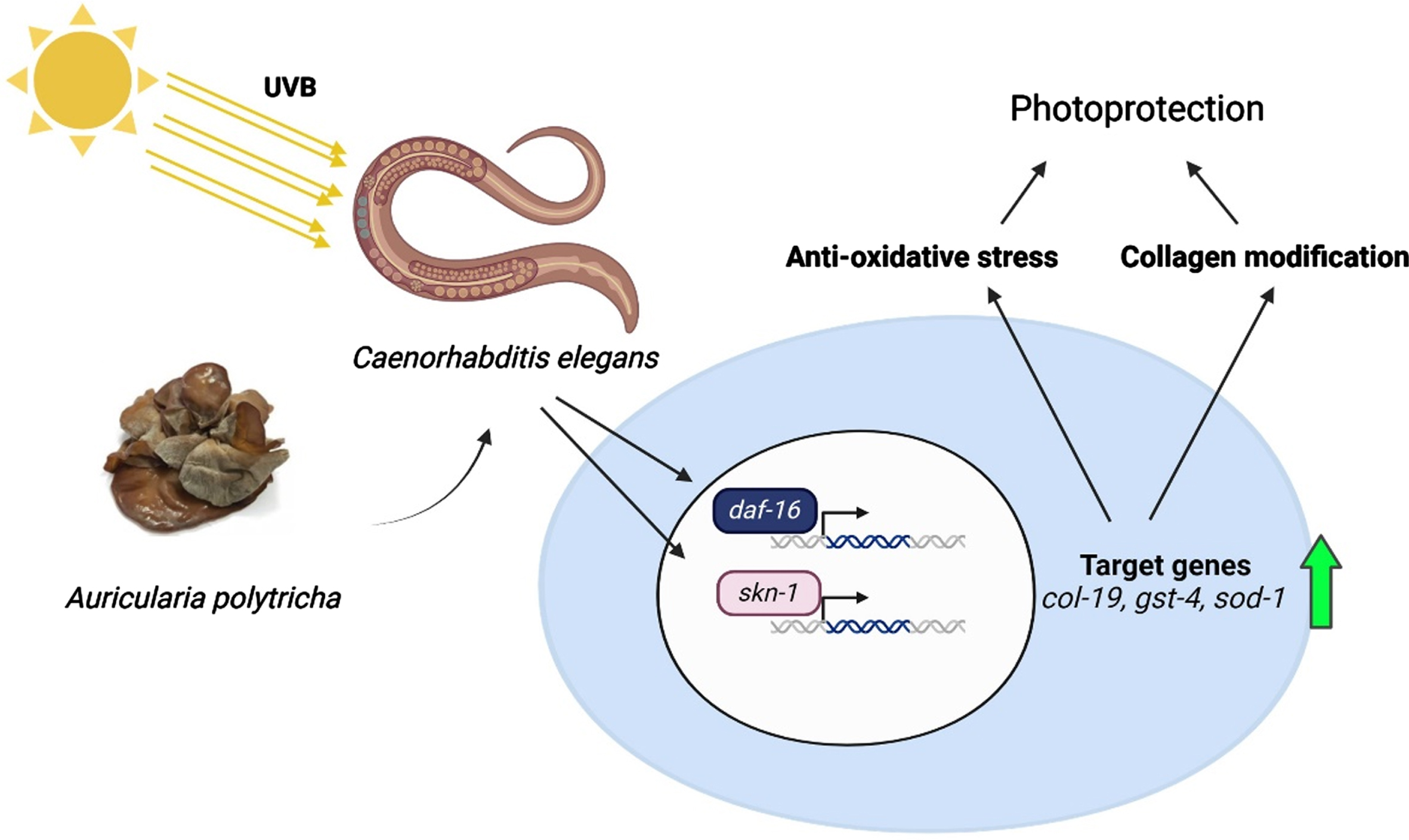 A schematic representation of the protective effect of APE against UV-B radiation in C. elegans.