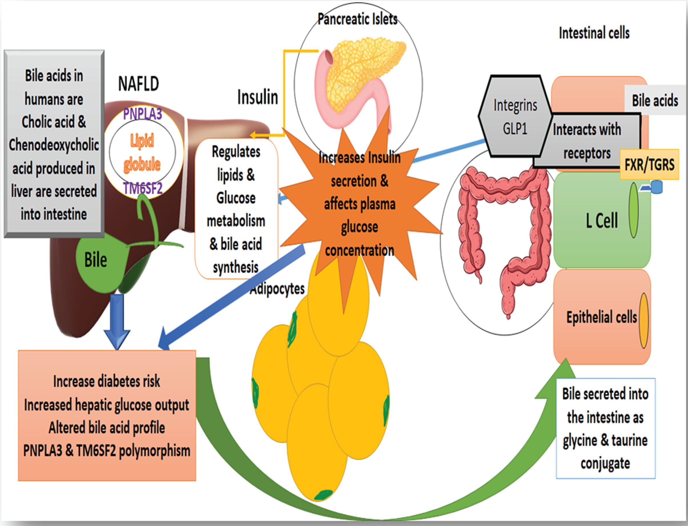 Illustrates the association between the liver, bile, and gut that may lead to receptor alteration and change insulin metabolism and bile acid production. In non-alcoholic fatty liver disease (NAFLD), hepatic insulin extraction decreases, which accounts for 50–80% of insulin clearance. Fatty acid and triglyceride production is decreased by activating hepatic FXR receptors, possibly due to less hepatic lipid accumulation.