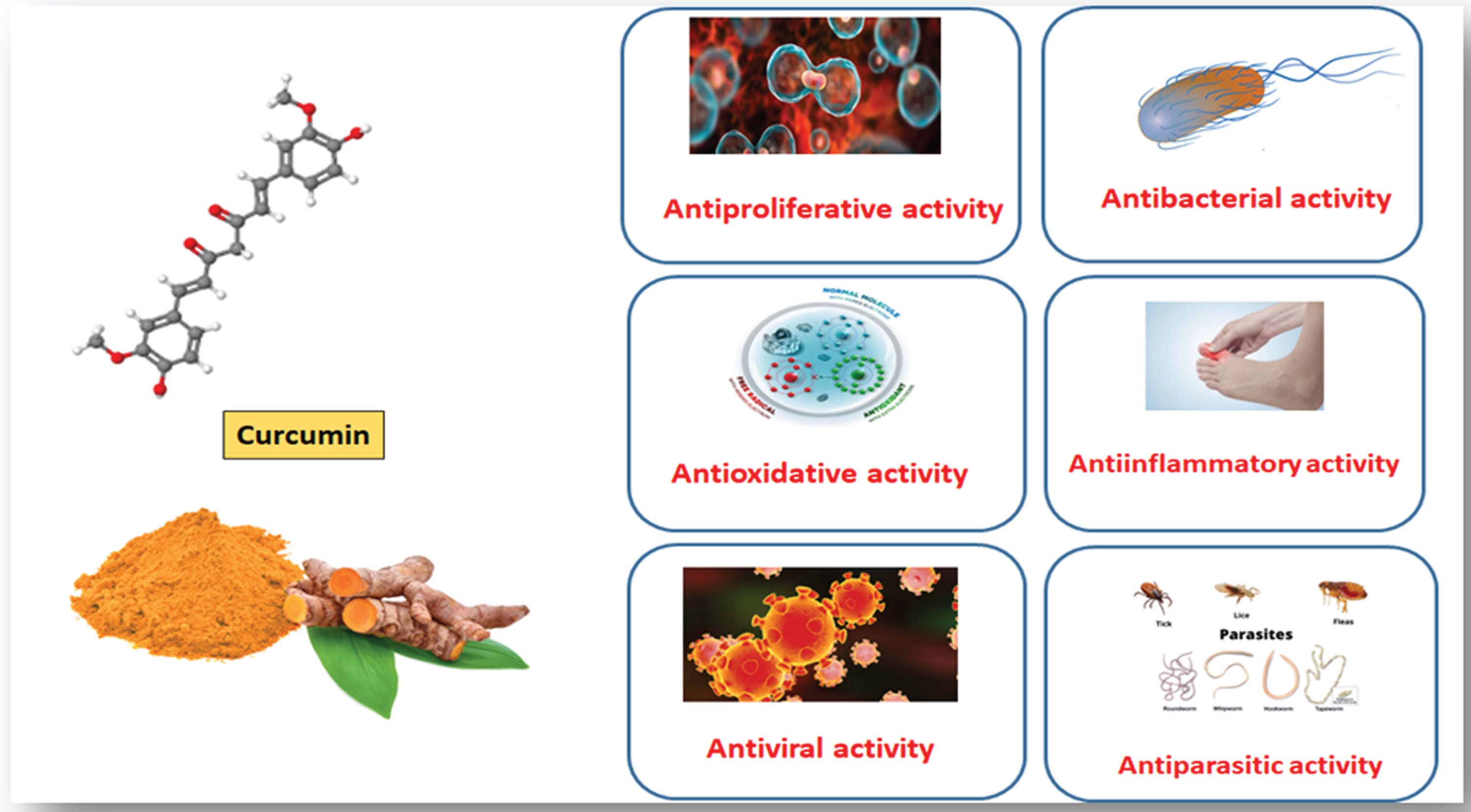 Depicts numerous pharmacological and pleiotropic benefits of curcumin including anti-inflammatory, anti-bacterial, antineoplastic, and antioxidant properties.