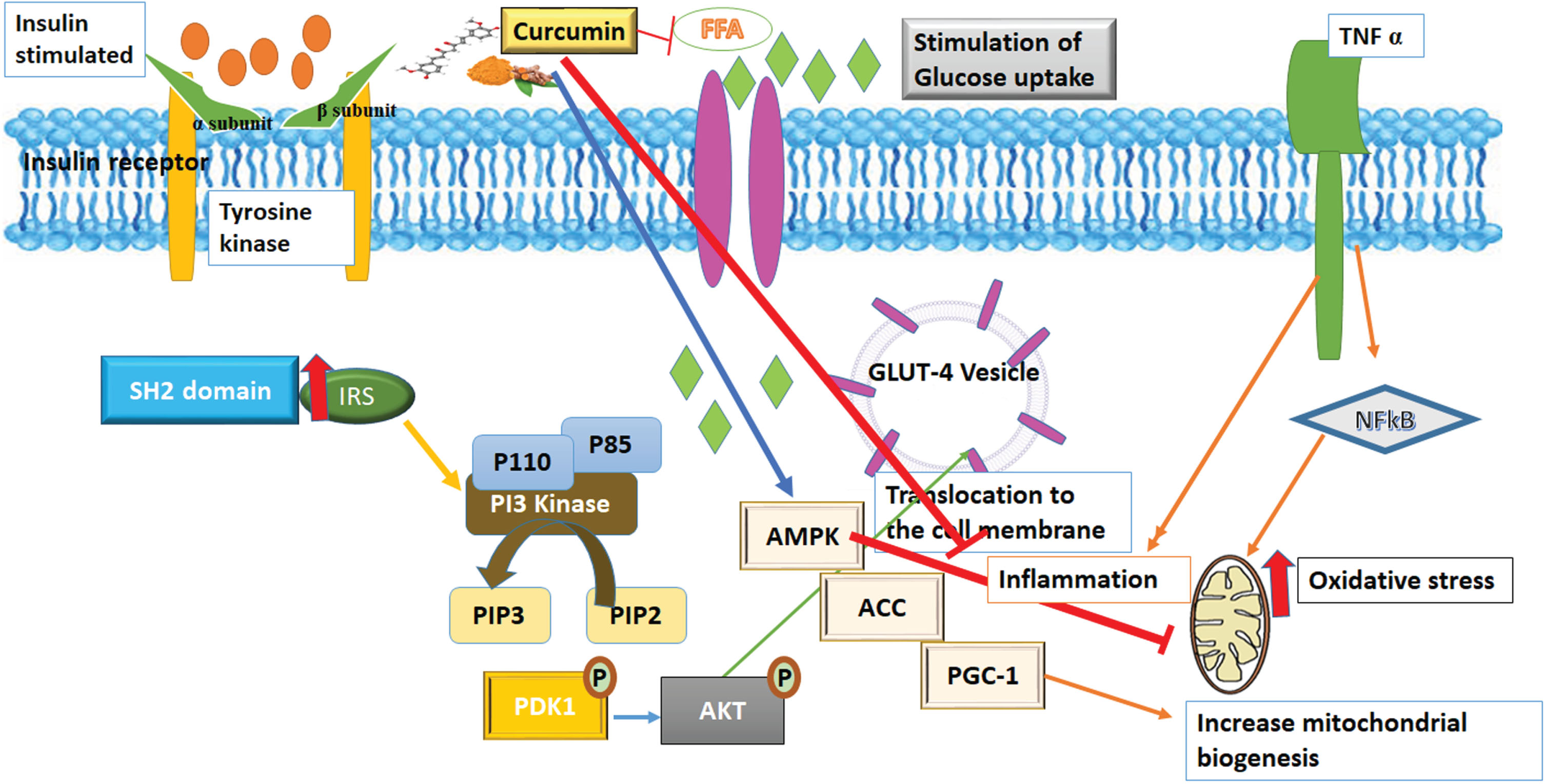 The pharmacological actions of curcumin on insulin receptor activation and glucose absorption. Protein kinase-B, Phosphatidylinositol-3,4,5-triphosphate and 4,5-bisphosphate (PIP3 & PIP2), respectively; Insulin receptor substrate 1 (IRS1), tumor necrosis factor (TNF), AMP-activated protein kinase (AMPK), Nuclear factor kappa-light-chain- activates B-cells (NF-kB), Peroxisome proliferator-activated receptor gamma co-activator 1 (PGC-1), Acetyl-CoA carboxylase (ACC) and for free fatty acids (FFAs).