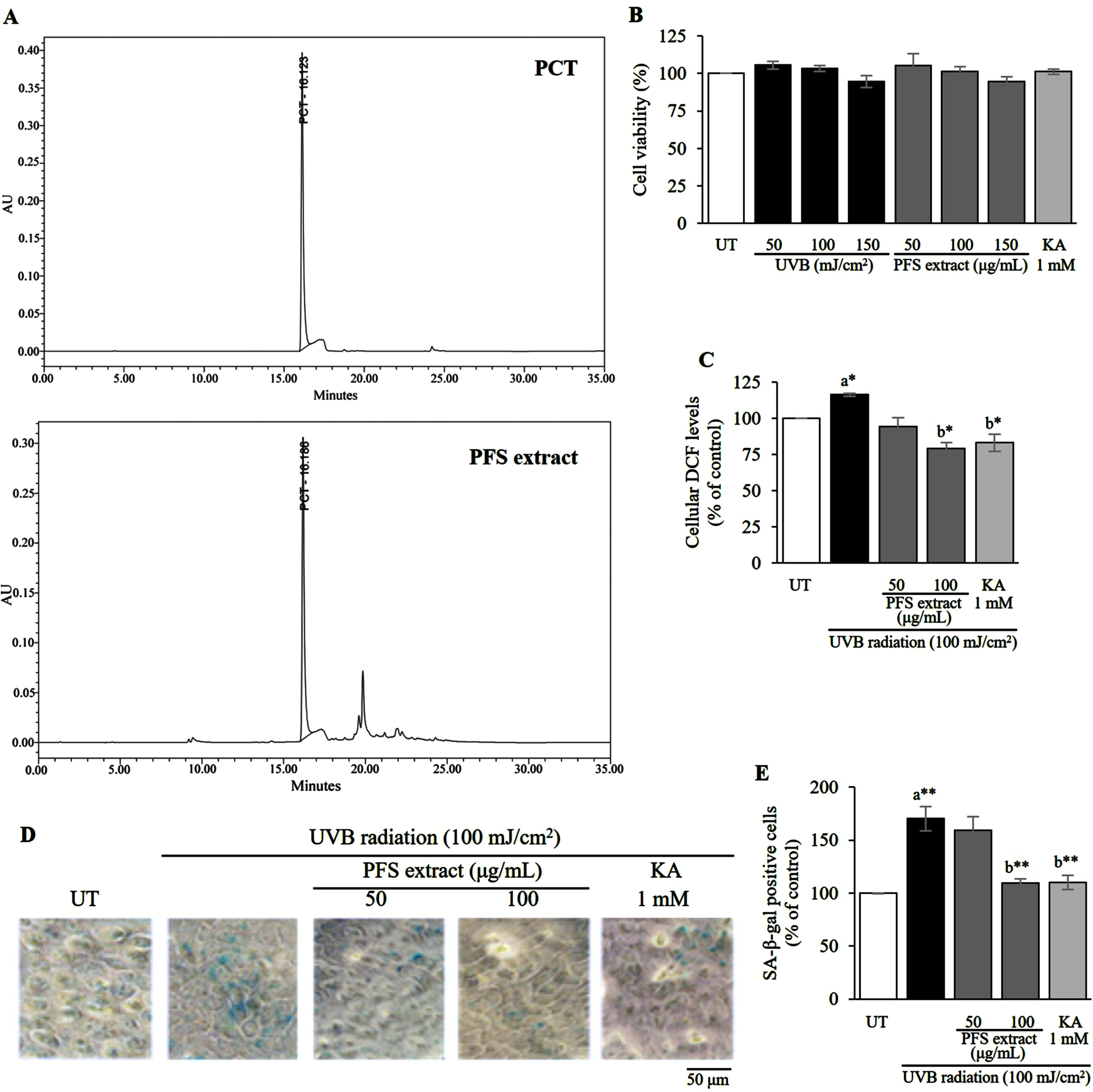 HPLC fingerprint of piceatannol (PCT) contained in passion fruit seed (PFS) extract and its safety and efficacy of PFS extract in reducing UVB-induced cellular oxidant and senescence. (A) The chromatogram of PCT in the PFS extract displayed a peak detected at 16.1 minutes, which was comparable to the peak of the standard PCT, also observed at 16.1 minutes. (B) non-lethal intensities of UVB radiation, concentrations of PFS extract and Kojic acid (KA) which were observed by MTT assay. (C) Cellular oxidant reductive effect of PFS extract which was evaluated by observing the cellular DCF levels via performing DCFH-DA assay in UVB-induced HaCaT cells. (D) Reductive effect of PFS extract on the senescence-associated β-galactosidase (SA-β-gal) in UVB-induced HaCaT cells. The cells were recorded under a microscope at 400x magnification with the light blue stain indicating the SA-β-gal positive cells. (D) The percentage of SA-β-gal positive cells against all cells in the same visual field as a bar graph. The results are manifested as mean±SD. *, ** statistical significance at p≤0.05 and p≤0.01, respectively. a compared to UT, b compared to UVB radiated cells. UT; untreated cells, KA; kojic acid (1 mM) which served as positive control.