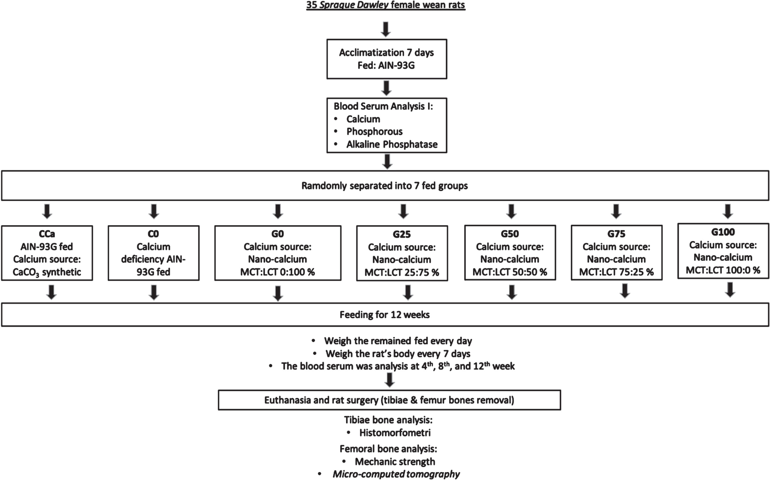 In vivo experimental flowchart.