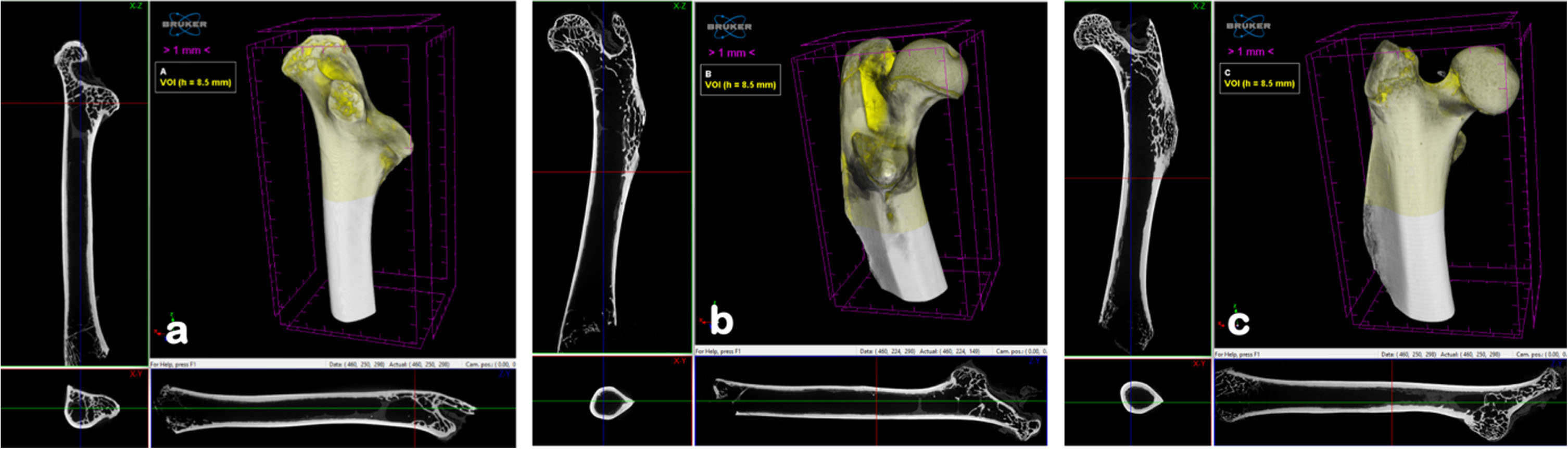 3D structure of femur bone sample reconstructed image from µCT (a) CCa, (b) C0, dan (c) G100.