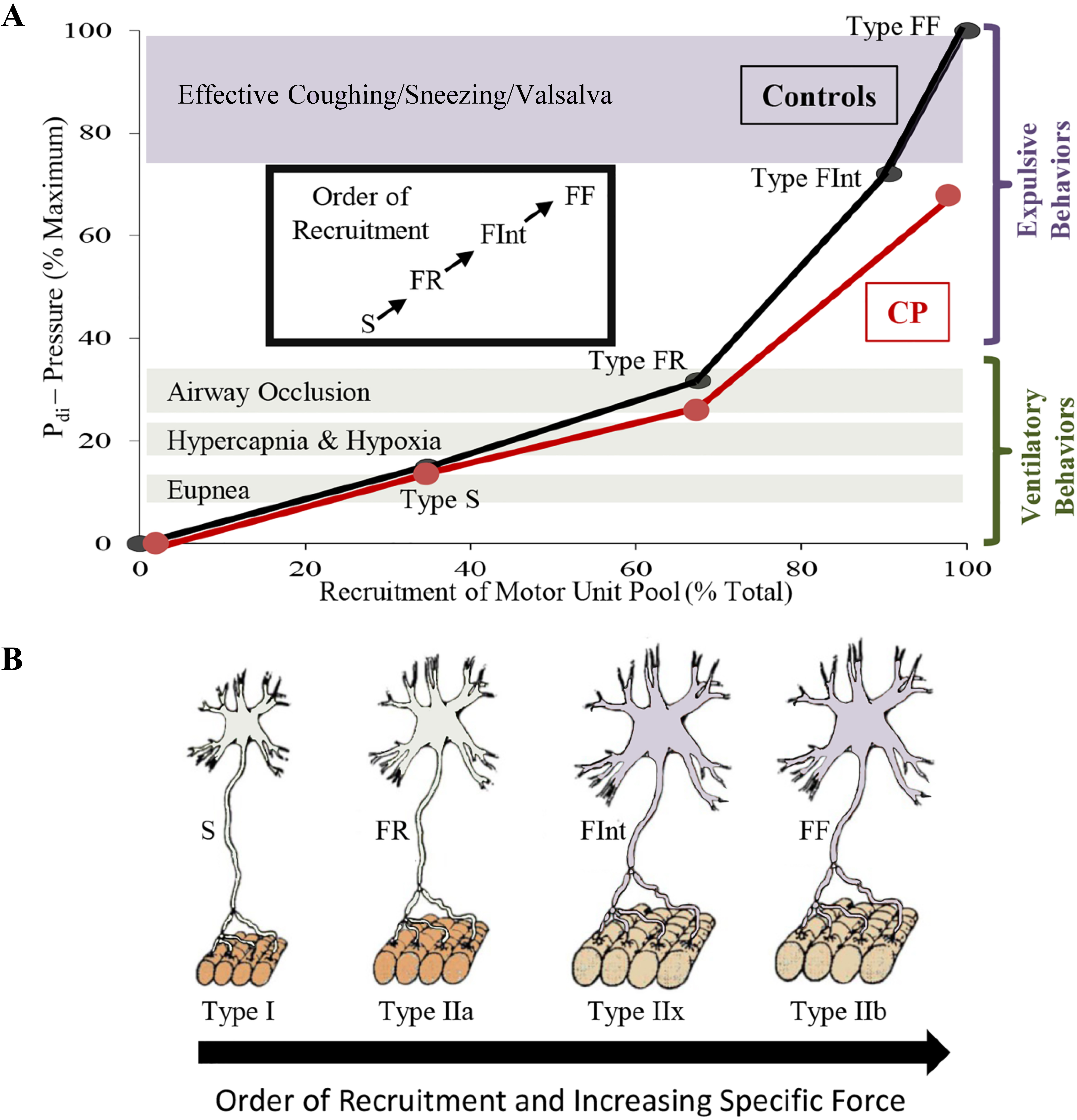 Diaphragm motor unit properties. A full complement of motor units is required for the diaphragm (DIAm) to effectively perform activities ranging from eupneic breathing to cough/Valsalva (A).Smaller motor neurons innervate the fatigue resistant Type I and IIa muscle fibers creating slow (S) and fatigue resistant (FR) motor units needed for sustaining eupnea (A,B). Larger motor neurons innervating Type IIx and IIb muscle fibers form the fatigue intermediate (FInt) and fast fatigable (FF) motor units, respectively (B). FInt and FF motor units are recruited for high force behaviors, such as those needed for an effective cough (A). In animal models of CP, there are fewer larger phrenic motor neurons with reduced specific force generation, which coincides with reduced DIAm pressure generation in humans with CP, suggesting impairment of high force behaviors (A).