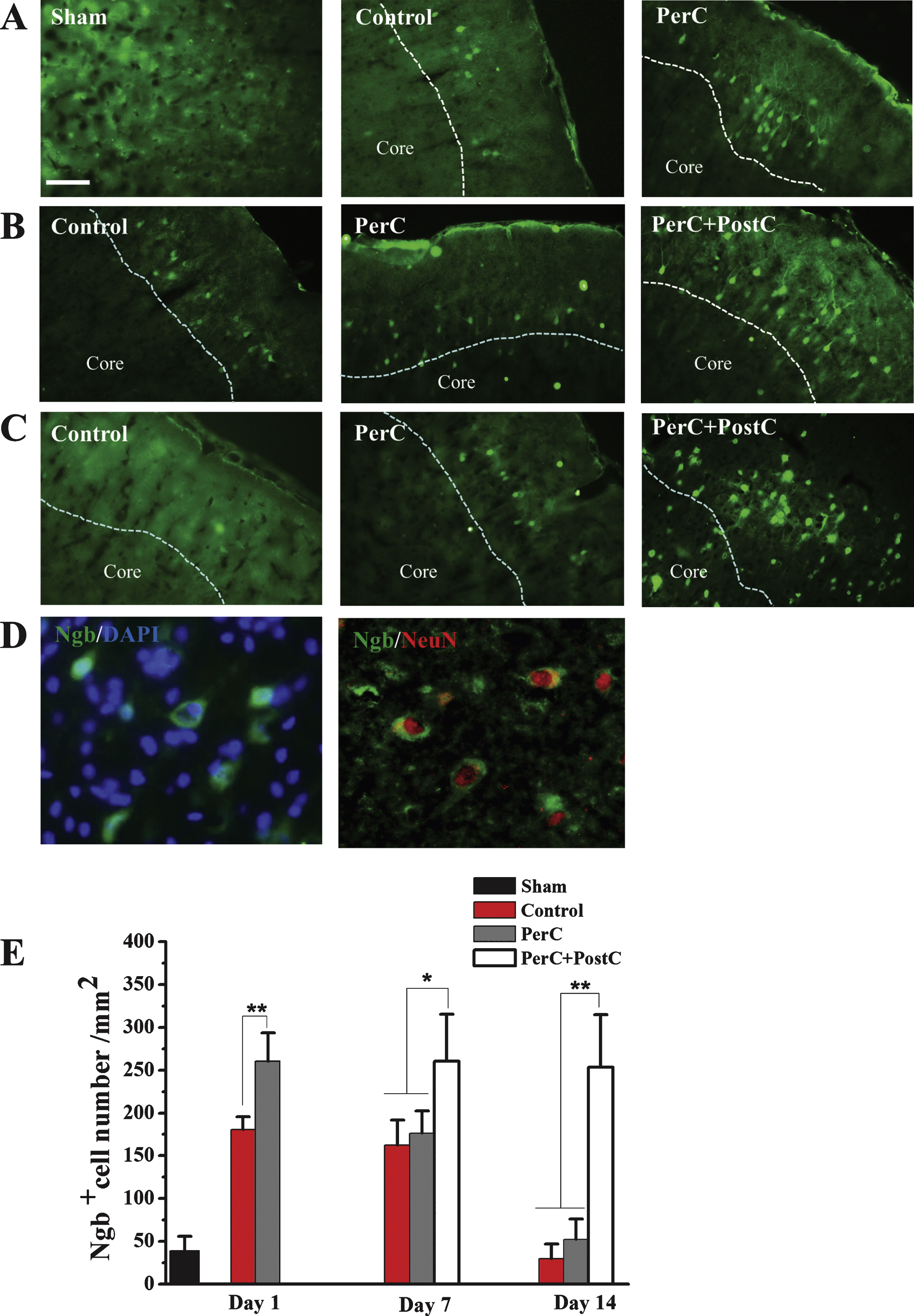 Ngb expression pattern determined by immohistochemistry. A, Representative images of Ngb-positive cells in the peri-infarct region of each group at 1 day after reperfusion. B, Representative images of Ngb-positive cells in the peri-infarct region of each group at 7 days after reperfusion. C, Representative images of Ngb positive cells in the peri-infarct region of each group at 14 days after reperfusion. D, left, Representative images of Ngb- and DAPI-positive cells. Right, Double-label immunohistochemistry with antibodies against Ngb and neuron marker NeurN. Scale bar = 100μm. E, Bar graphs depicting the number of Ngb-positive cells. Error bars indicate SD. *P <  0.05, **P <  0.01. N = 5 per group. Dashed line indicates the distinction between the ischemic core and peri-infarctregion.