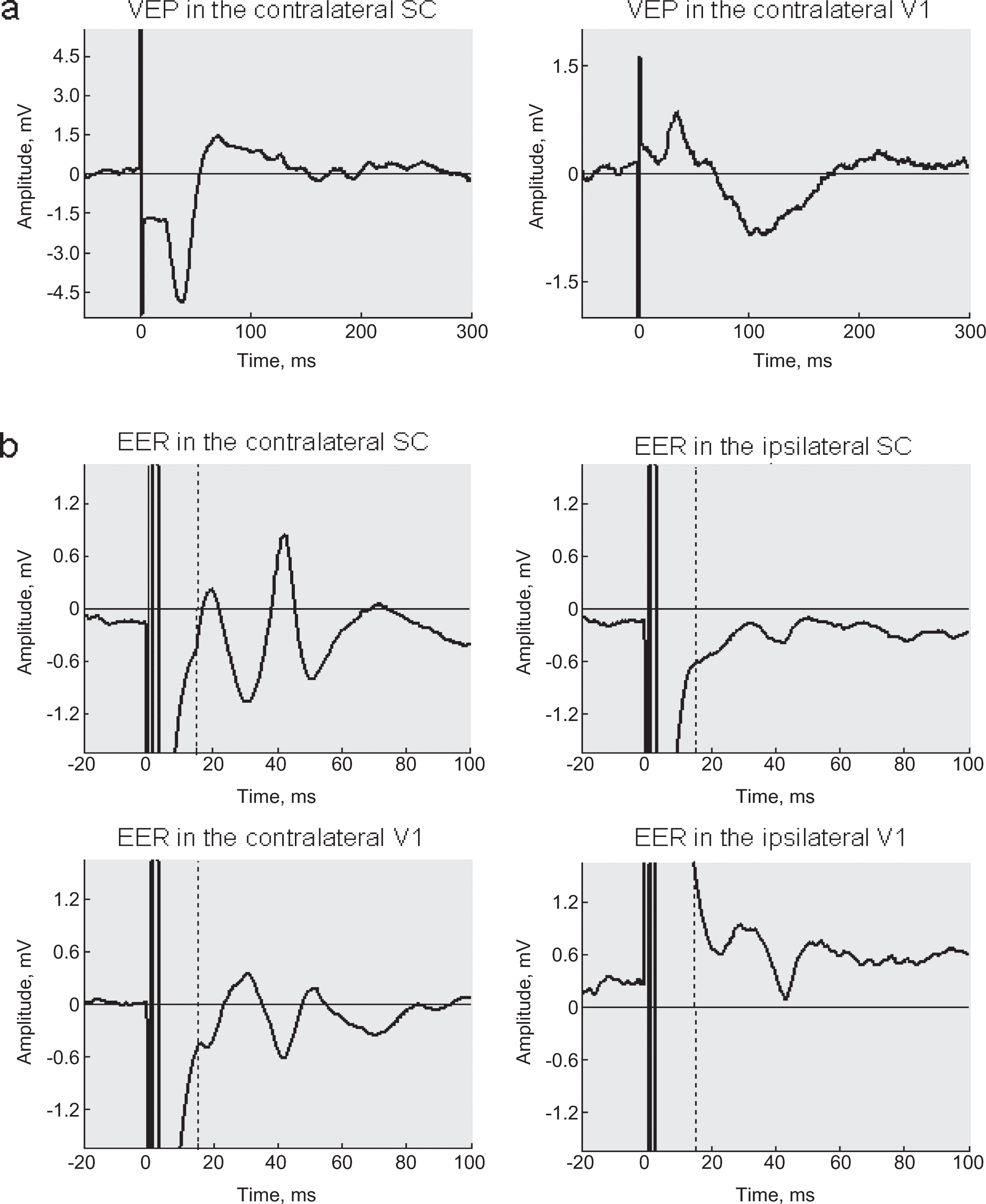 (a) Typical VEP from contralateral superior colliculus and visual cortex of rat averaged over 100 stimulus repetitions. (b) Typical EER from contralateral and ipsilateral superior colliculus and visual cortex of a rat, averaged over 100 stimulus repetitions. Stimuli: square biphasic 2 msec pulses of 300μA intensity, 1 per sec.