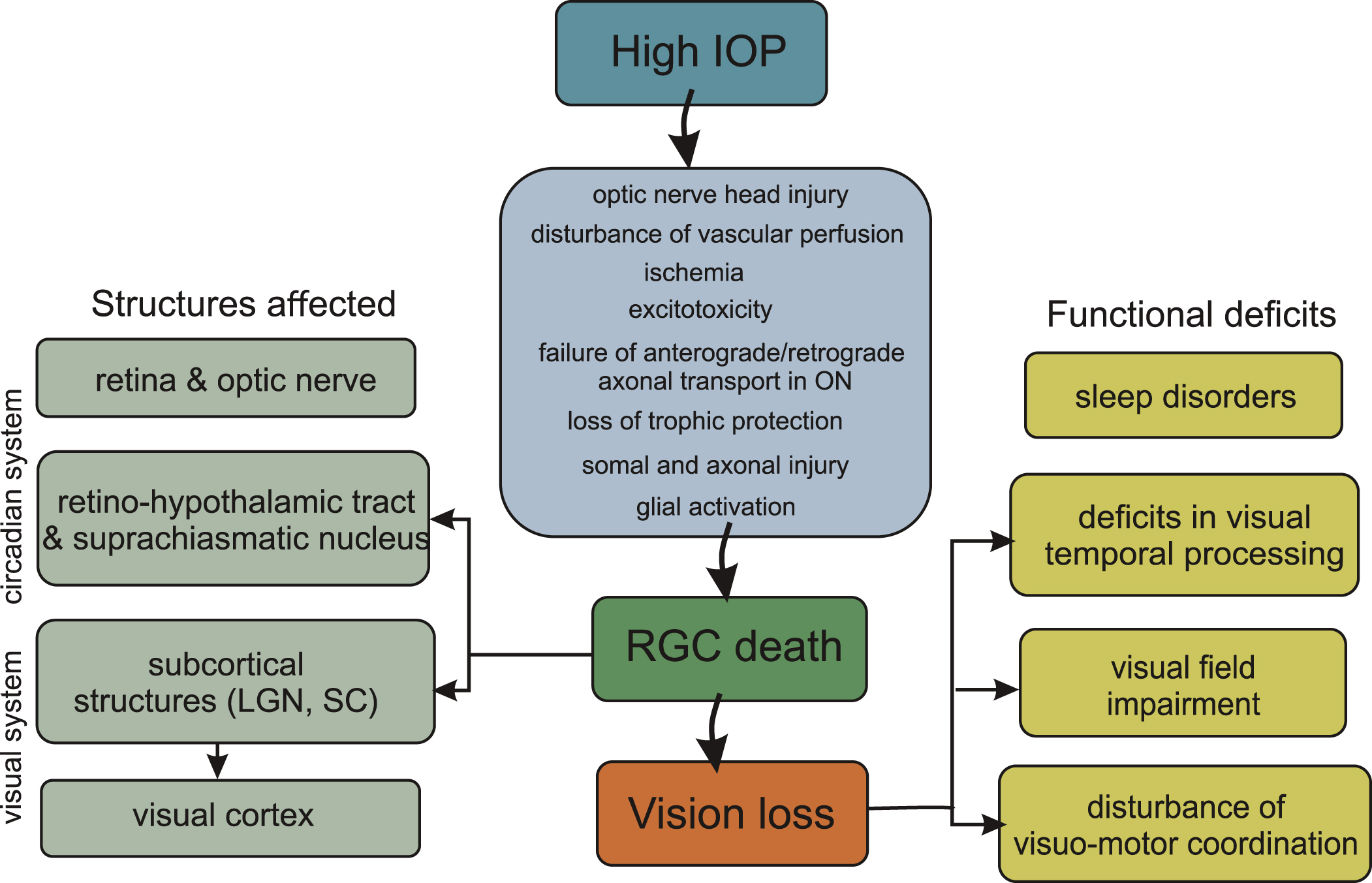 Flow diagram showing key factors involved in the pathogenesis of glaucoma triggered by elevated intraocular pressure and its structural and functional consequences. IOP – intraocular pressure; LGN – lateral geniculate nucleus; ON – optic nerve; RGC – retinal ganglion cell; SC – superior colliculus.