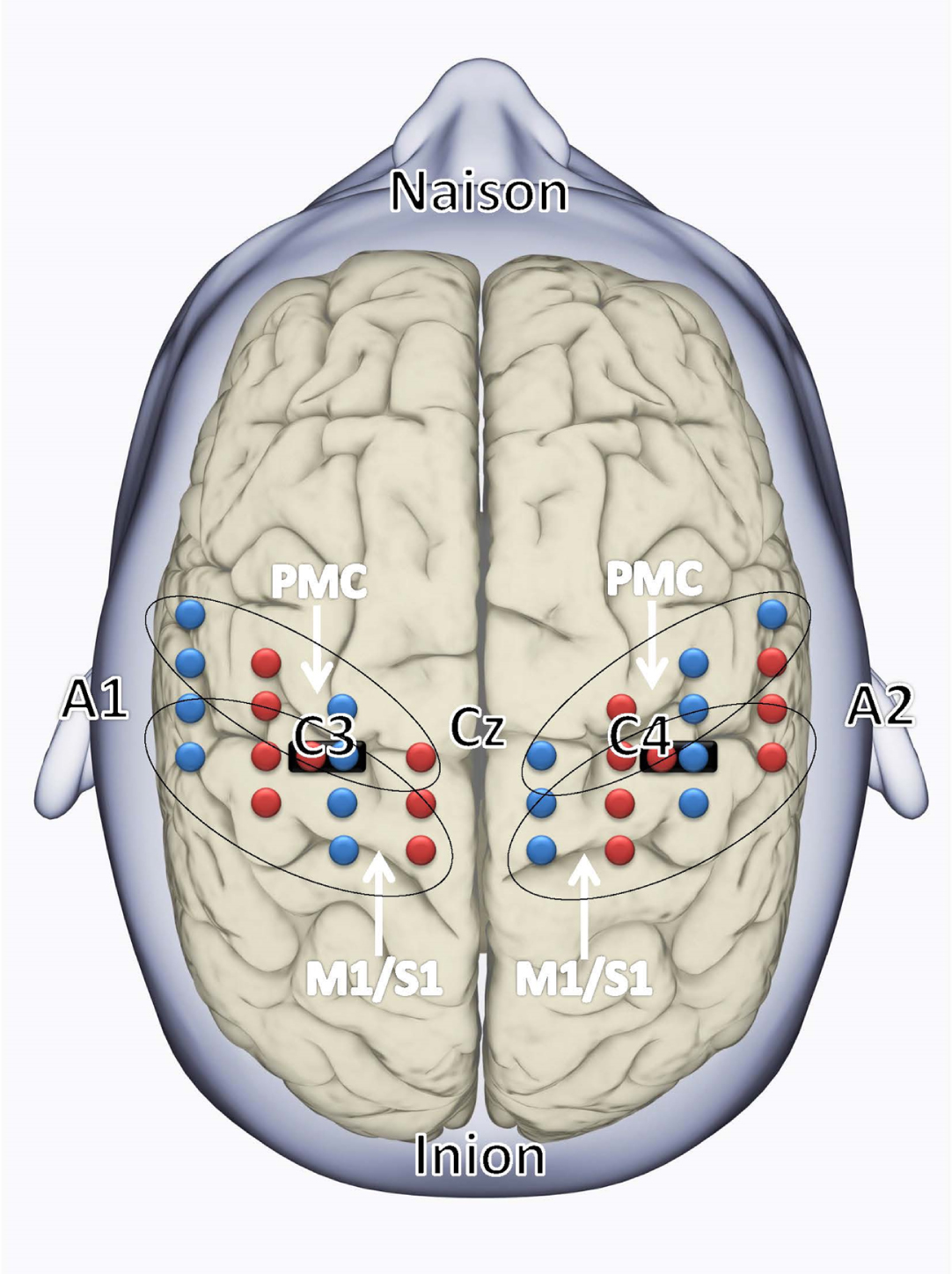 The fNIRS probe set was positioned over the motor areas. Black ovals indicate the covered areas of the sensory-motor regions of the left and right hemispheres: M1/S1 (primary motor/sensory cortex) and premotor cortex (PMC). The fNIRS array consisted of 16 sources (red) and 32 detectors (blue) with the short distance source-detector pairs depicted with black markings. The EEG International 10/20 system, including Cz, naison, inion, A1, A2, C3, and C4 locations are indicated.