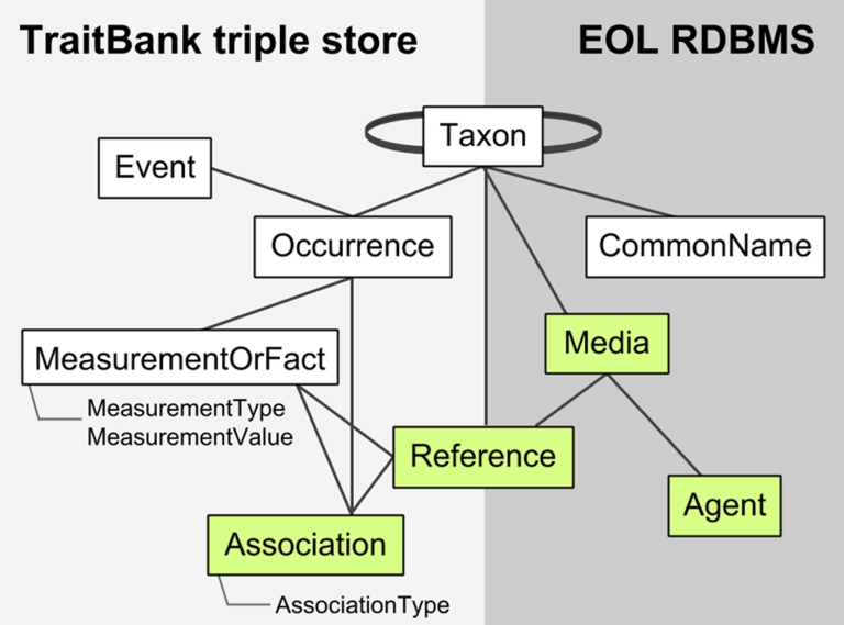 Data model and architecture for TraitBank/EOL. Elements are from Darwin Core except for the following extensions developed by EOL: Media (with Audubon Core), References (with BIBO), Associations (under development), and Agents. Only the most important properties are indicated. TraitBank elements may hold only pointers to elements managed in the EOL relational database management system (RDBMS), like taxon names and references.
