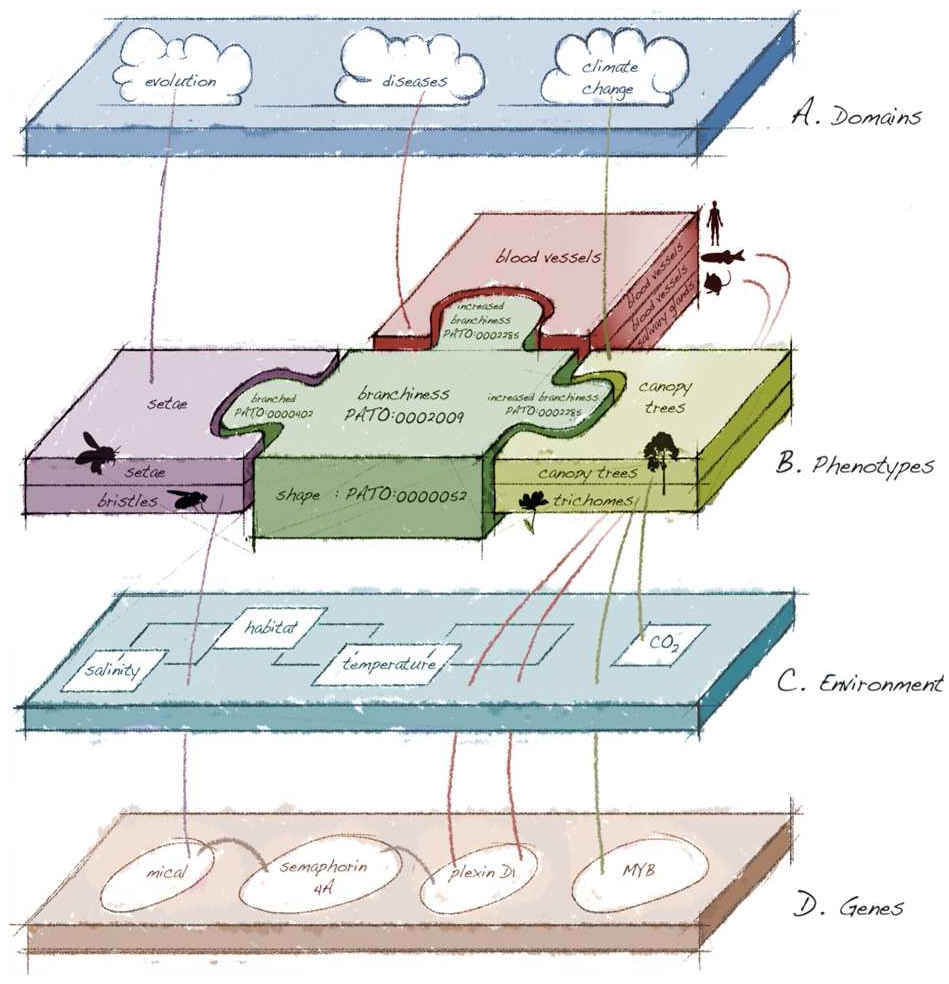 Micromodel linkage. Used with permission from: “Finding our way through phenotypes” [12].