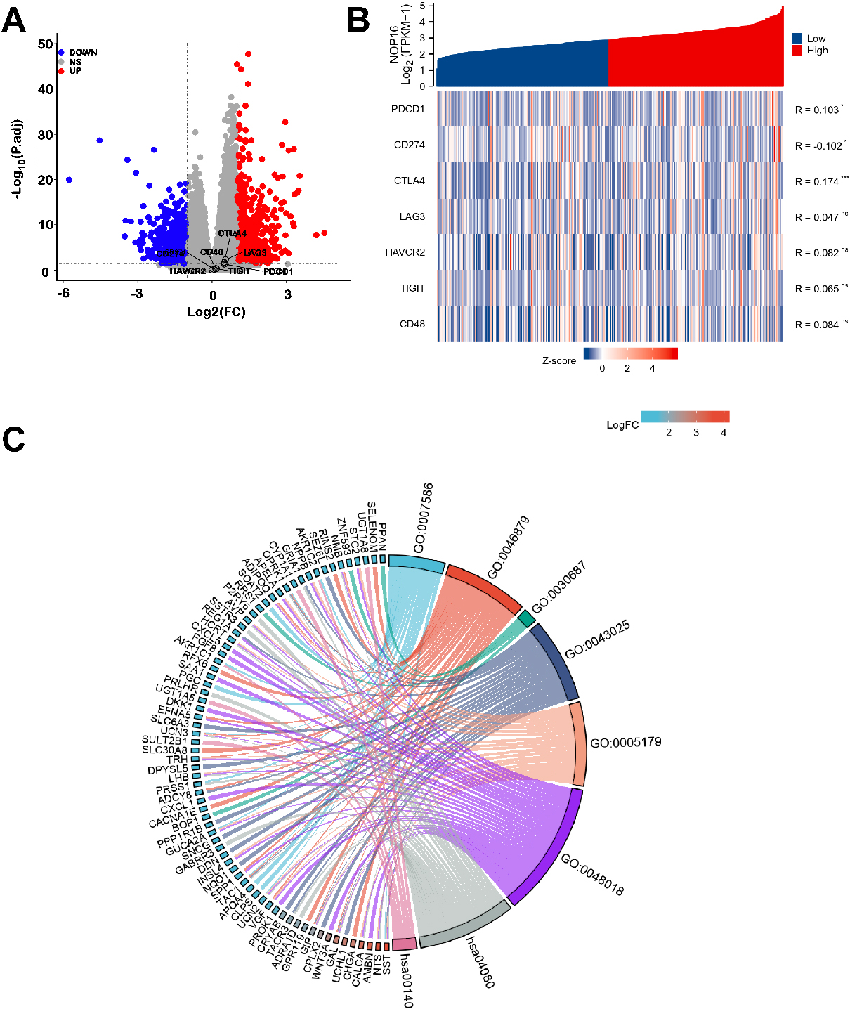 NOP16-related differentially expressed genes (DEGs) and functional enrichment analysis of NOP16 in glioma using GO and KEGG. (A) Volcano plot of DEGs. Blue and red dots indicate the significantly downregulated and upregulated DEGs, respectively. (B) Heatmap of the coexpression of NOP16 and immune-related genes. (C) GO and KEGG analysis of DEGs. (GO, Gene Ontology; KEGG, Kyoto Encyclopedia of Genes and Genomes; DEGs, differentially expressed genes. p*< 0.05, p**< 0.01, and p*⁣**< 0.001.)