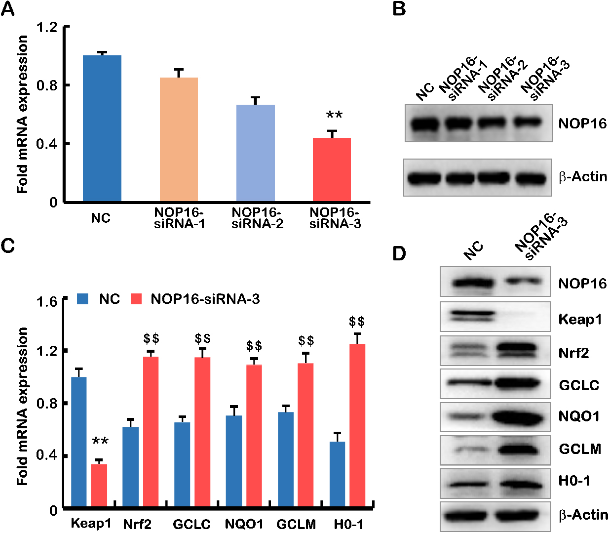 The decrease in NOP16 leads to abnormal expression of the Keap1-Nrf2 signalling pathway. (A–B) siRNA interfered with the expression of NOP16 in HepG2 cells, and mRNA and protein levels were measured using q-PCR (A) and WB, respectively (B). (C–D) siRNA3 interfered with the expression of NOP16 and affected the Keap1-Nrf2 pathway. q-PCR (C) and WB (D) were used to detect its expression. The full name of the protein involved in Fig D is as follows: Keap1 (kelch like ECH associated protein 1), Nrf2 NRF2 (Nuclear Factor erythroid 2-Related Factor 2), GCLC (Recombinant Glutamate Cysteine Ligase, Catalytic), NQO1 (NAD (P) H: quinoneoxidoreductaseNQO1), GCLM (Recombinant Glutamate Cysteine Ligase, Modifier Subunit), HO-1 (NAD (P) H: quinoneoxidoreductaseNQO1) N⩾ 3, and “**” “$⁡$” indicates p⩽ 0.01.