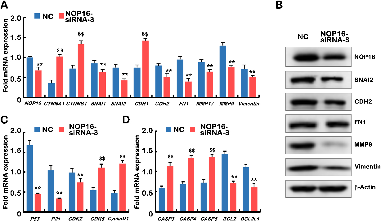 Decreased NOP16 results in abnormal expression of genes typical for EMT, the cell cycle and apoptosis. (A) Q-PCR was used to detect the mRNA expression of NOP16, CTNNA1, CTNNB1, SNAI1, SNAI2, CDH1, CDH2, FN1, MMP17, MMP9 and vimentin in NC and NOP16-siRNA-3 cells. (B) WB was used to detect the protein expression of NOP16 SNAI2, CDH2, FN1, MMP9 and vimentin in NC and NOP16-siRNA-3 cells. (C) Q-PCR was used to detect the mRNA expression of P53, P21, CDK2, CDK6 and cyclinD1 in NC and NOP16-siRNA-3 cells. (D) Quantitative real-time PCR was used to detect the mRNA expression of CASP3 CASP4 CASP6 BCL2 and BCL2L1 in NC and NOP16-siRNA-3 cells. N⩾ 3, and “**” “$⁡$” indicates p⩽ 0.01.