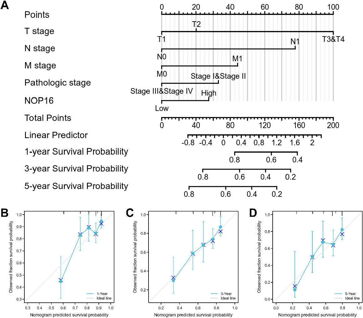 A nomogram and calibration curves for prediction of one-, three-, and five-year overall survival rates of patients with LIHC. (A) A nomogram for the prediction of one-, three-, and five-year overall survival rates of patients with LIHC. (B–D) Calibration curves of the nomogram prediction of one-, three-, and five-year overall survival rates of patients with LIHC.