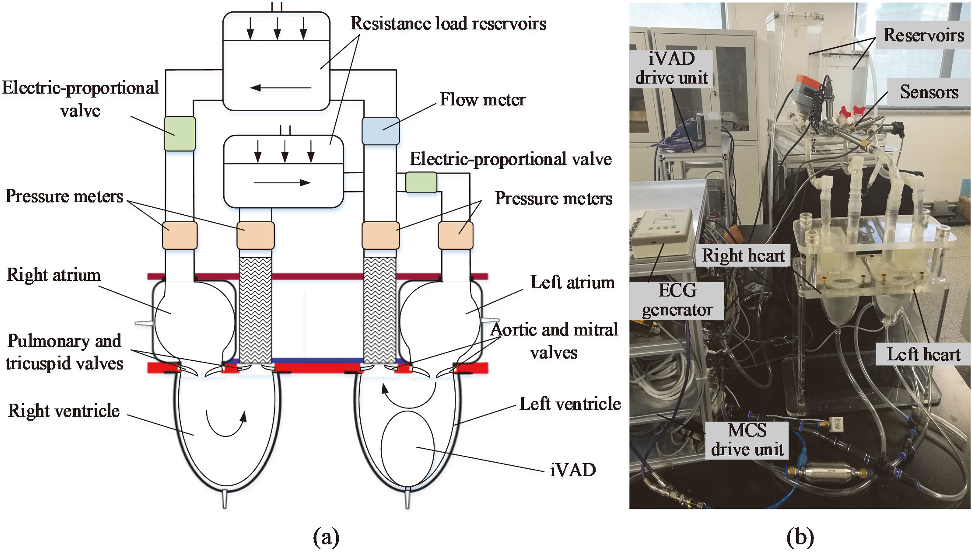 (a) Schematic of an experimental mock cardiovascular system, (b) Picture of the experimental setup.