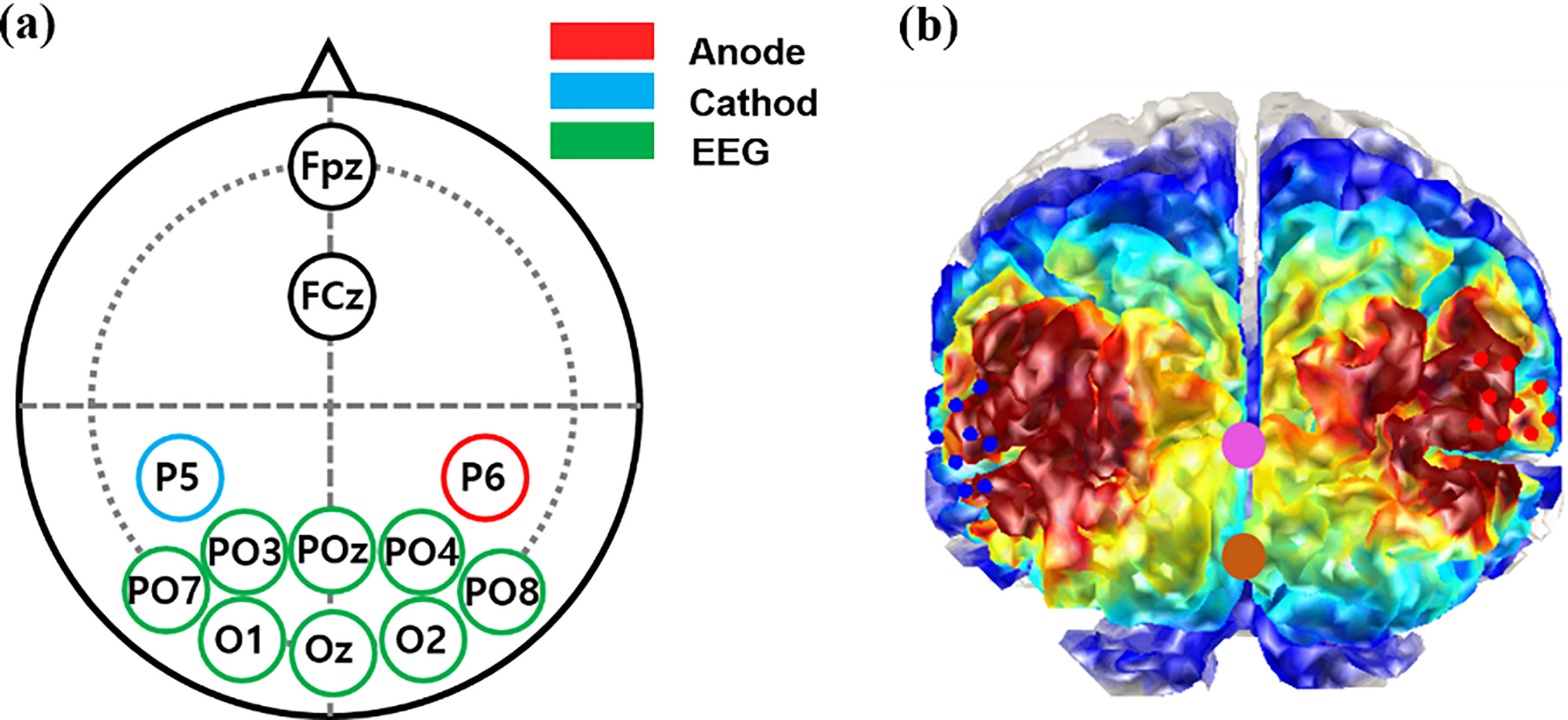 (a) Locations of EEG (green), tDCS anode (red) and cathode (blue) electrodes. (b) Simulated electrical filed map generated by tDCS. The pink and brown circles represent POz and Oz used for data analysis.