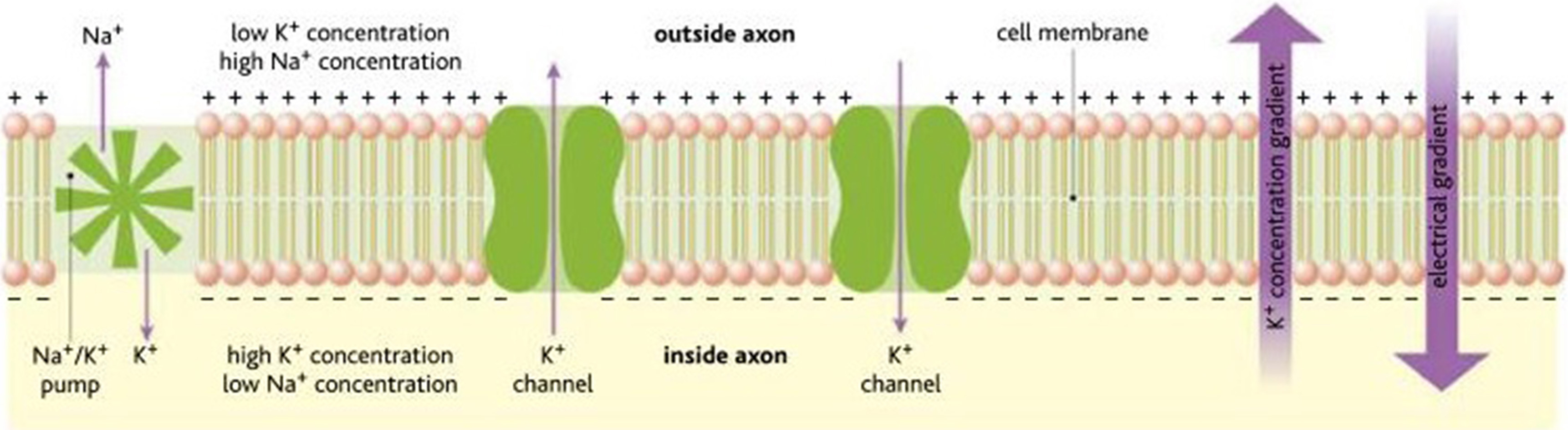 The resting potential of the axon is maintained by the sodium pump [11].