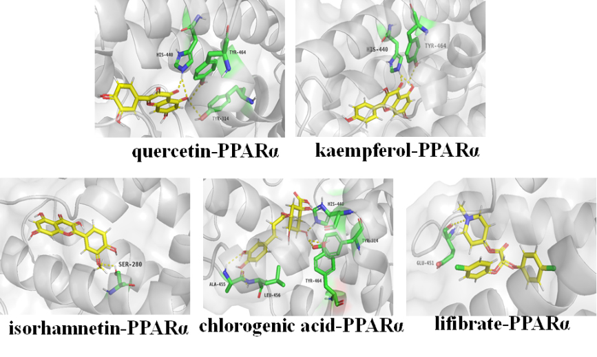 Molecular models of bioactive ingredients and positive drug binding to the predicted PPARα target. (A) Quercetin, (B) Heriguard, (C) Lifibrate.