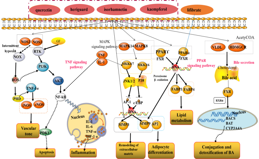 Detailed signaling pathway of Shanmei Capsule in the treatment of hyperlipidemia.