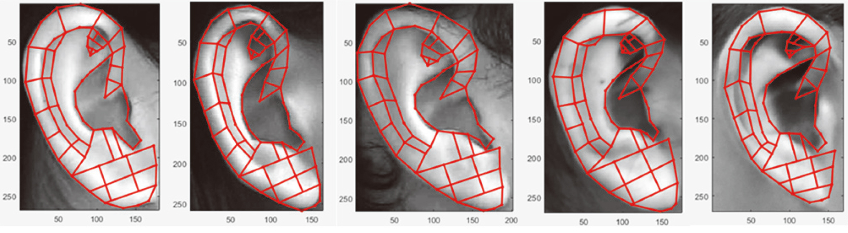 Some auricular division results of test images.