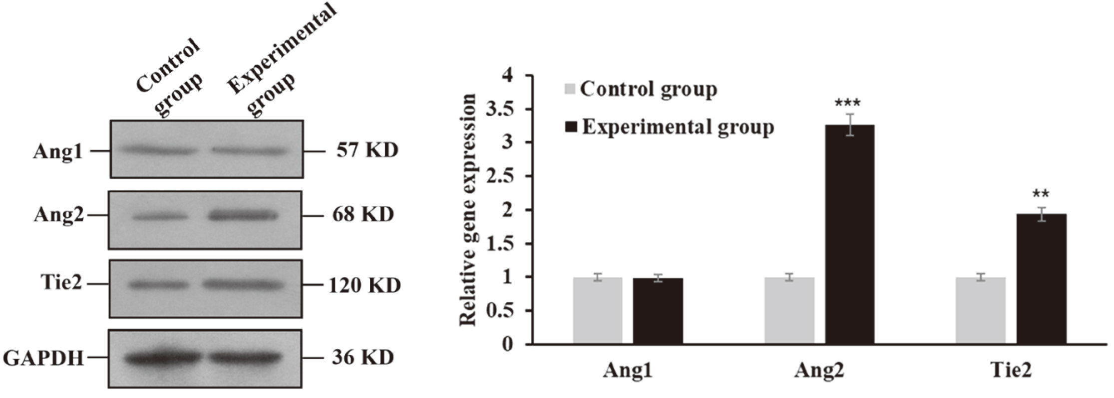 Ang2 and Tie2 were up-regulated by hydroxyapatite bioceramic extract (**P< 0.01, ***P< 0.001).