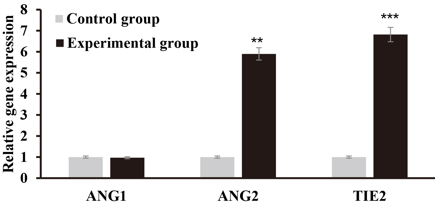 The transcriptional level of ANG2 and TIE2 were up-regulated by hydroxyapatite bioceramic extract (**P< 0.01, ***P< 0.001).