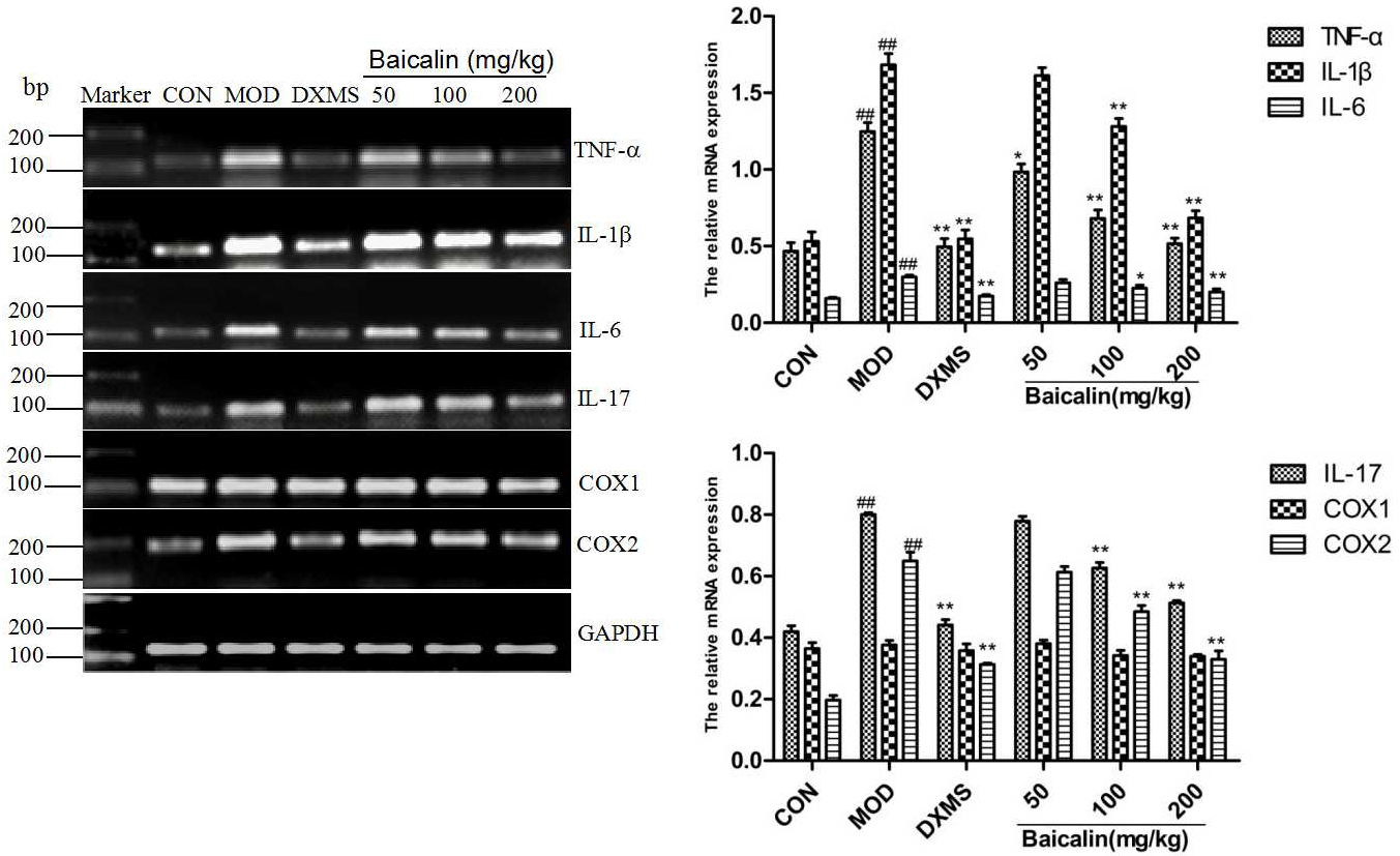Effects of baicalin on the expression levels of inflammatory factor mRNA (mean ± s, n= 10). CON group: the normal group; MOD group: the model group; DXMS-treated group: the dexamethasone group; baicalin-treated groups: respectively, received baicalin 50, 100, and 200 mg/kg. P#⁢#< 0.01, vs the normal group; P*< 0.05, P**< 0.01, vs the model group.