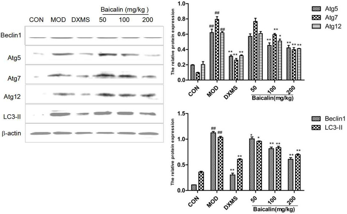 Effects of baicalin on the expression levels of autophagy-related proteins (mean ± s, n= 10). CON group: the normal group; MOD group: the model group; DXMS-treated group: the dexamethasone group; baicalin-treated groups: respectively, received baicalin 50, 100, and 200 mg/kg. P#< 0.05, P#⁢#< 0.01, vs the normal group; P*< 0.05, P**< 0.01, vs the model group.