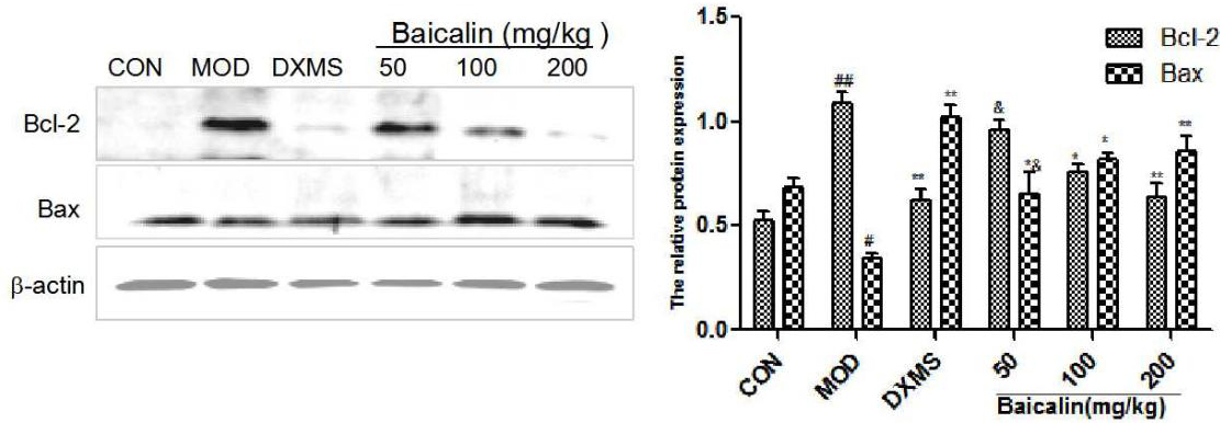 Effects of baicalin on the expression levels of apoptosis-related proteins (mean ± s, n= 10). CON group: the normal group; MOD group: the model group; DXMS-treated group: the dexamethasone group; baicalin-treated groups: respectively, received baicalin 50, 100, and 200 mg/kg. #⁢P< 0.05, P#⁢#< 0.01, vs the normal group; P*< 0.05, P**< 0.01, vs the model group.