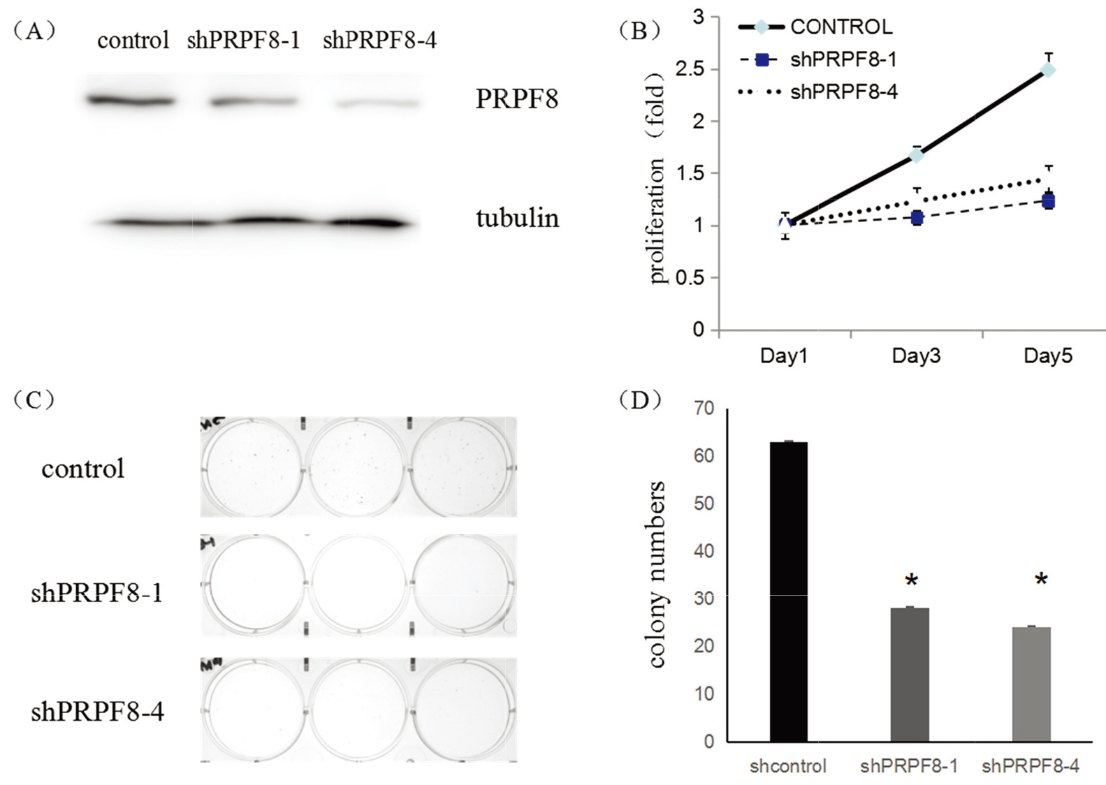 (A) WB shown the inhibition of PRPF8 shRNA in MCF-7 cells. (B) MCF-7 cells growth curves by transduced with PRPF8 different shRNAs. (C) The images of MCF-7 colony formation, which were transduced with different shRNAs. (D) The numbers of colonies after MCF-7 cells were transduced with different shRNAs.