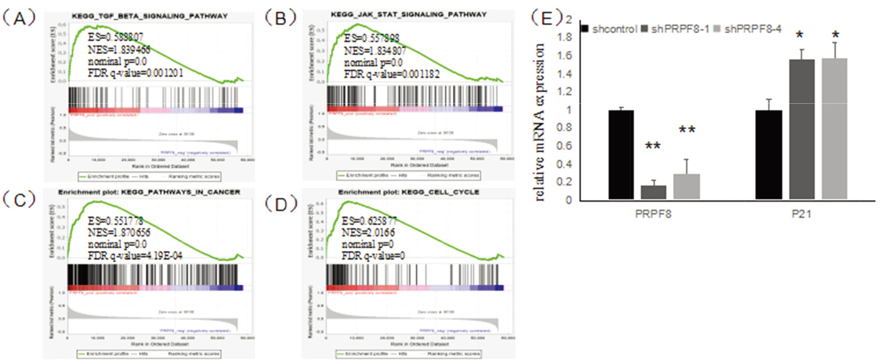 (A) GSEA results show TGF-β signaling pathway is associated with PRPF8 expression. (B) GSEA results show JAK-STAT pathway is associated with PRPF8 expression. (C) GSEA results show pathways in cancer are associated with PRPF8 expression. (D) GSEA results show cell cycle pathway is associated with PRPF8 expression. (E) Inhibition of PRPF8 expression upregulated p⁢21 mRNA expression.