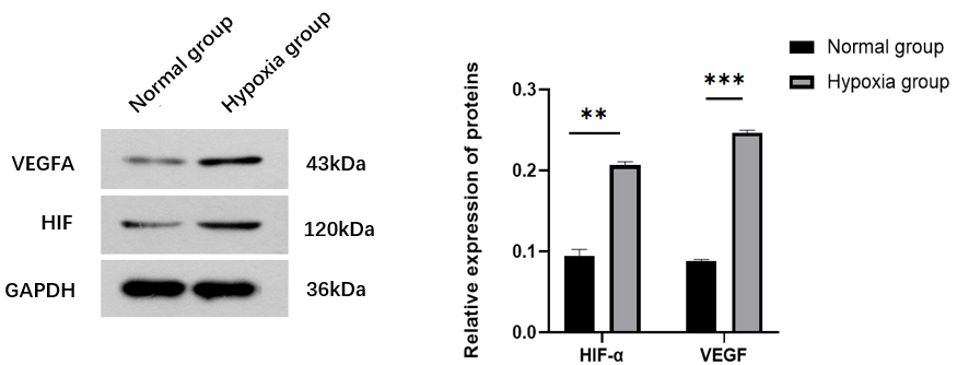 Hydroxyapatite bioceramics upregulated the protein levle of HIF-VEGF signal axis.