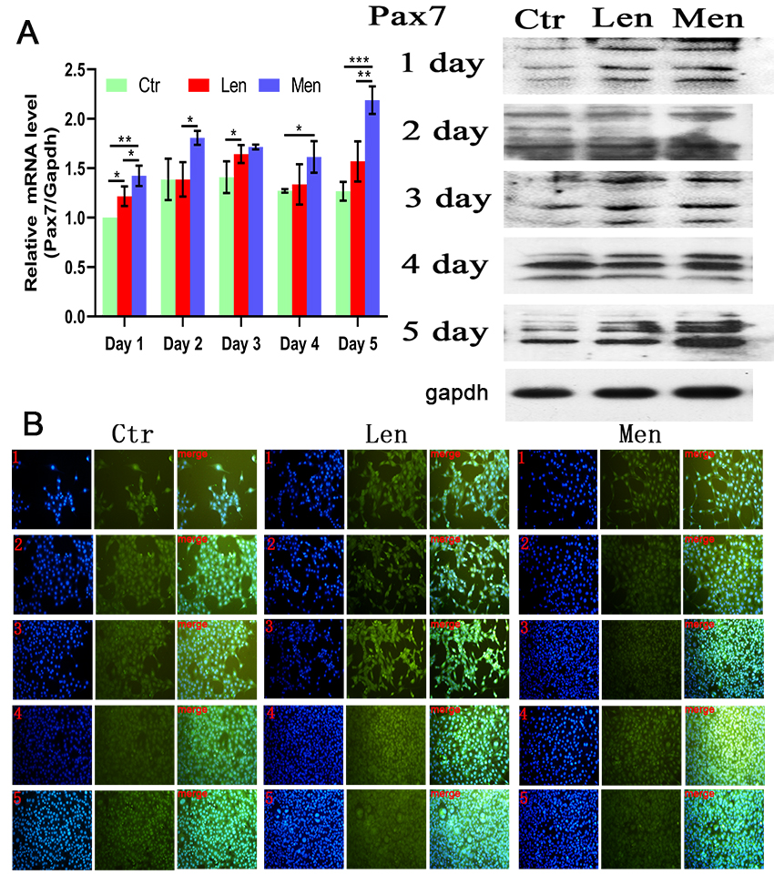 (A) Level of PAX7 mRNA in C2C12 cells with Western blotting and (B) immunofluorescence staining images showing the activation and proliferation of C2C12 cells over 5 days. *: P< 0.05, **: P< 0.01, ***: P< 0.001. 