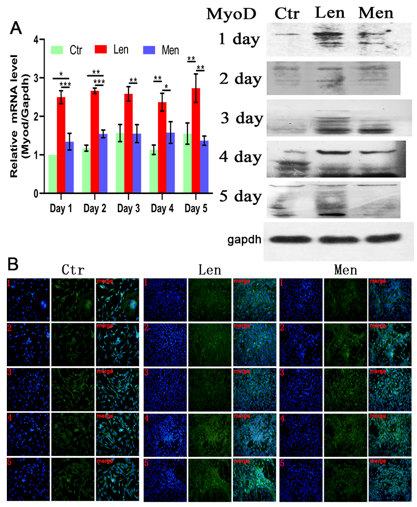 (A) Level of MyoD mRNA in myoblasts and Western blotting and (B) immunofluorescence staining images showing the differentiation of myoblasts over 5 days. *: P< 0.05, **: P< 0.01, ***: P< 0.001. 