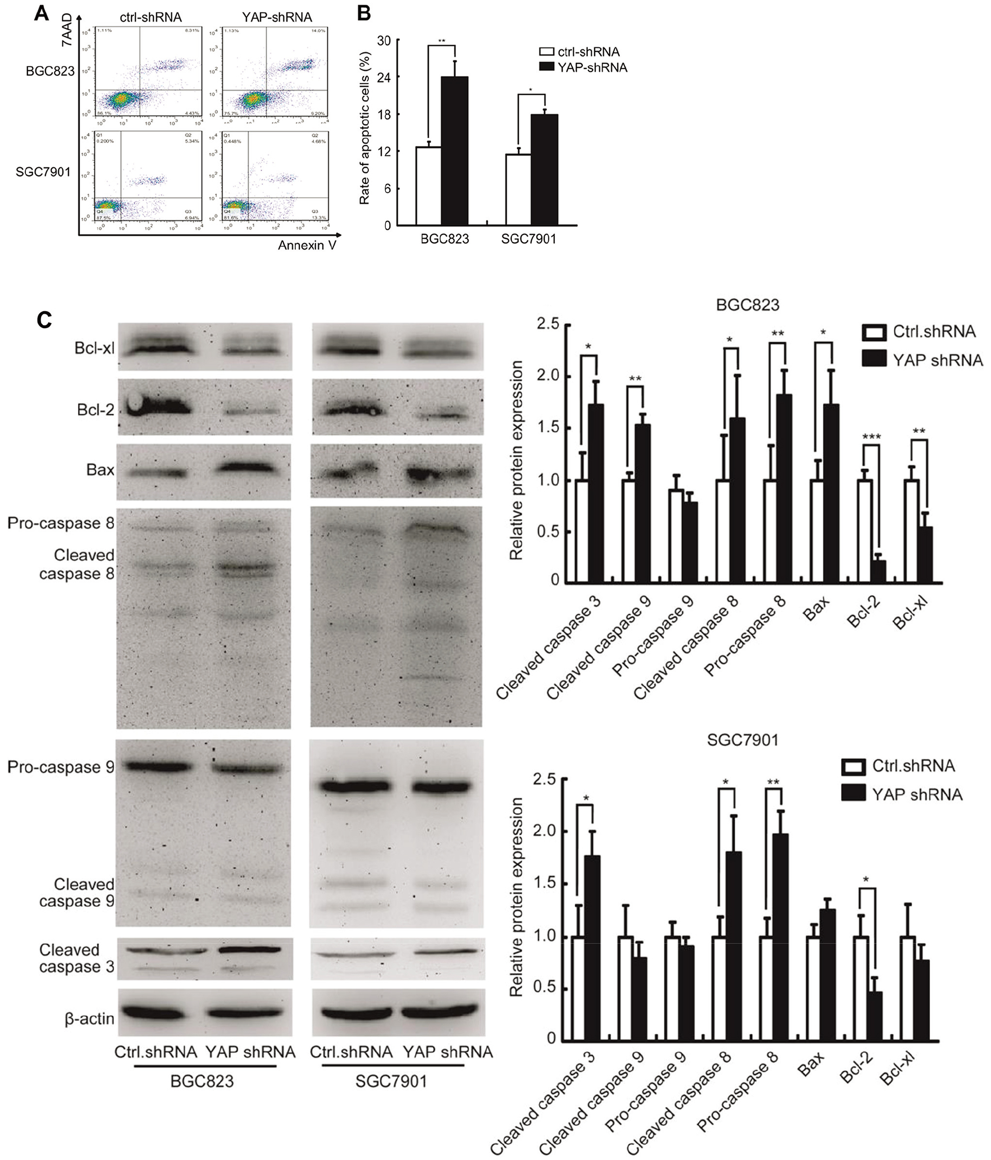 Knockdown YAP1 promotes SGC7901 and BGC823 cells apoptosis in vitro. (A) YAP-shRNA induced cell apoptosis of SGC-7901 and BGC-823 cells detected by flow cytometry. (B) Rate of apoptosis cells of SGC-7901 and BGC-823 transfected with shRNA control and YAP-shRNA. (C) Expression of Bcl-xl, Bcl-2, Bax, pro-caspase8, cleaved-caspase8, pro-caspase9, cleaved-caspase9, cleaved-caspase3 detected by Western blot. P*< 0.05, P**< 0.01, P*⁣**< 0.001.