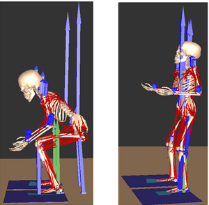 Inverse dynamic simulation for calculating joint moments on lower and upper extremities during a lifting-up motion.