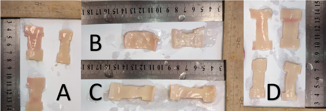 Dog-bone shaped aortic wall samples (scale in cm): A. LONGB, B. CIRCS, C. CIRCB and D. LONGS.