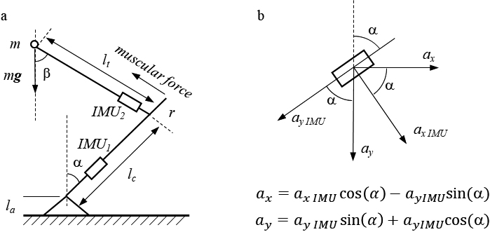 Geometry of the leg model for the squat exercise (a); the relation between IMU and global coordinate systems (b). The segments of the leg are the height of the ankle la, length of the calf lc, and length of the tight lt. The loading mass is concentrated in point m.