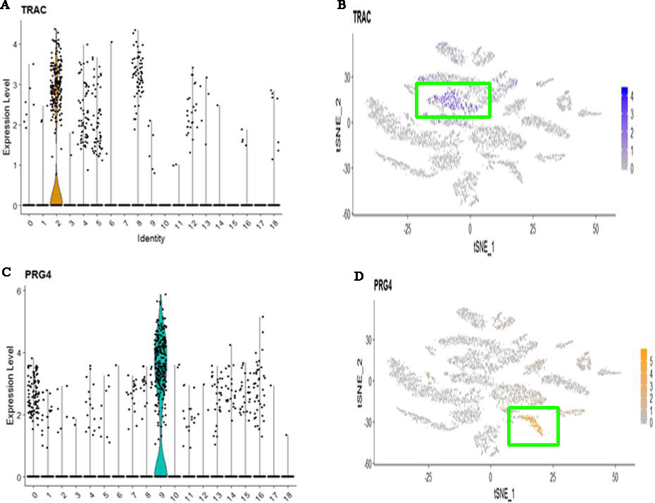 The expression and distribution of high expressed genes in specified cell clusters. (A) The expression level of TRAC in different cell clusters. (B) The expression distribution of TRAC in SLC16A7+ cell (The cluster 2). (C) The expression level of PRG4 in different cell clusters. (D) The expression distribution of PRG4 in Delta cell (The cluster 9).