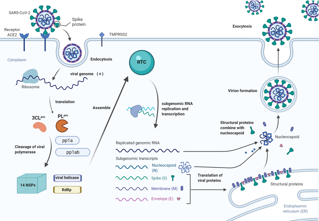 The process of SARS-CoV-2 entering the cell, producing viral particles, and exiting the cell (created with BioRender.com).