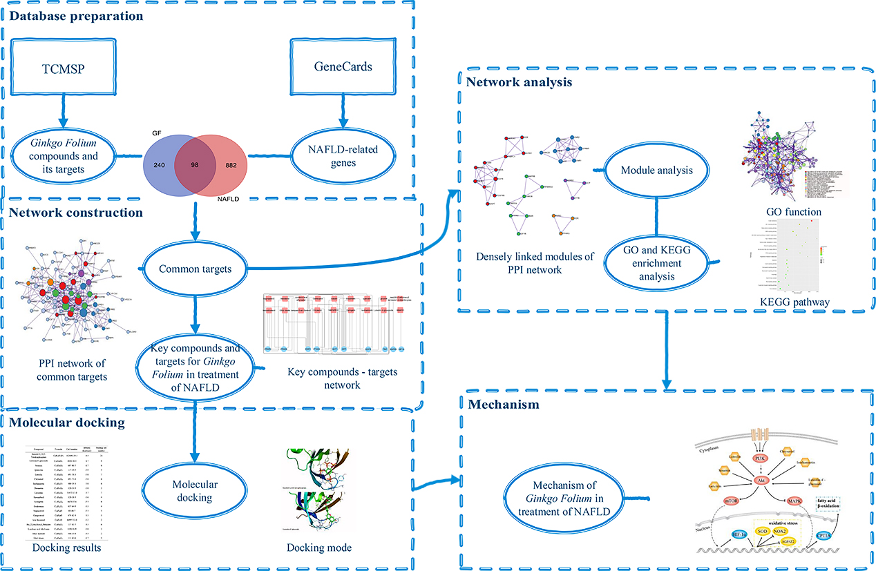 The workflow of the study to investigate the mechanism of GF in the treatment of NAFLD.