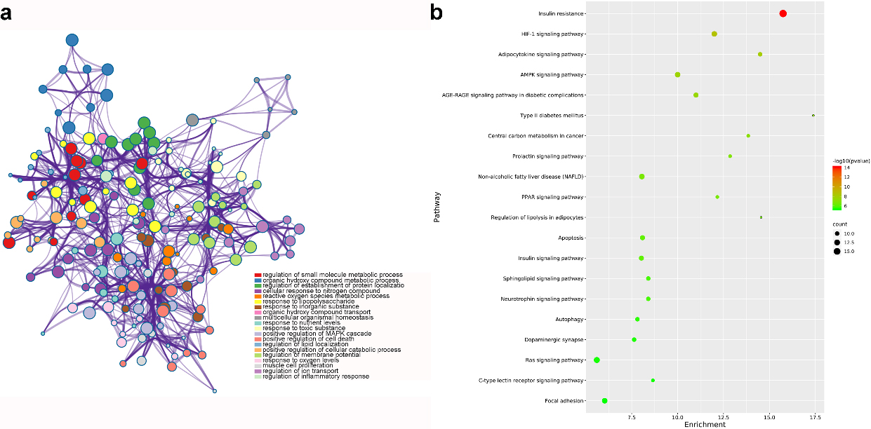 GO and KEGG analysis of common genes for GF in the treatment of NAFLD (nodes in a represent functions of common genes. node size is proportional to its counts, and node color is different with different function; b shows pathways of common genes. node color range from green to red represent -log10 (p value) value from 6 to 14, and node size is proportional to its counts).