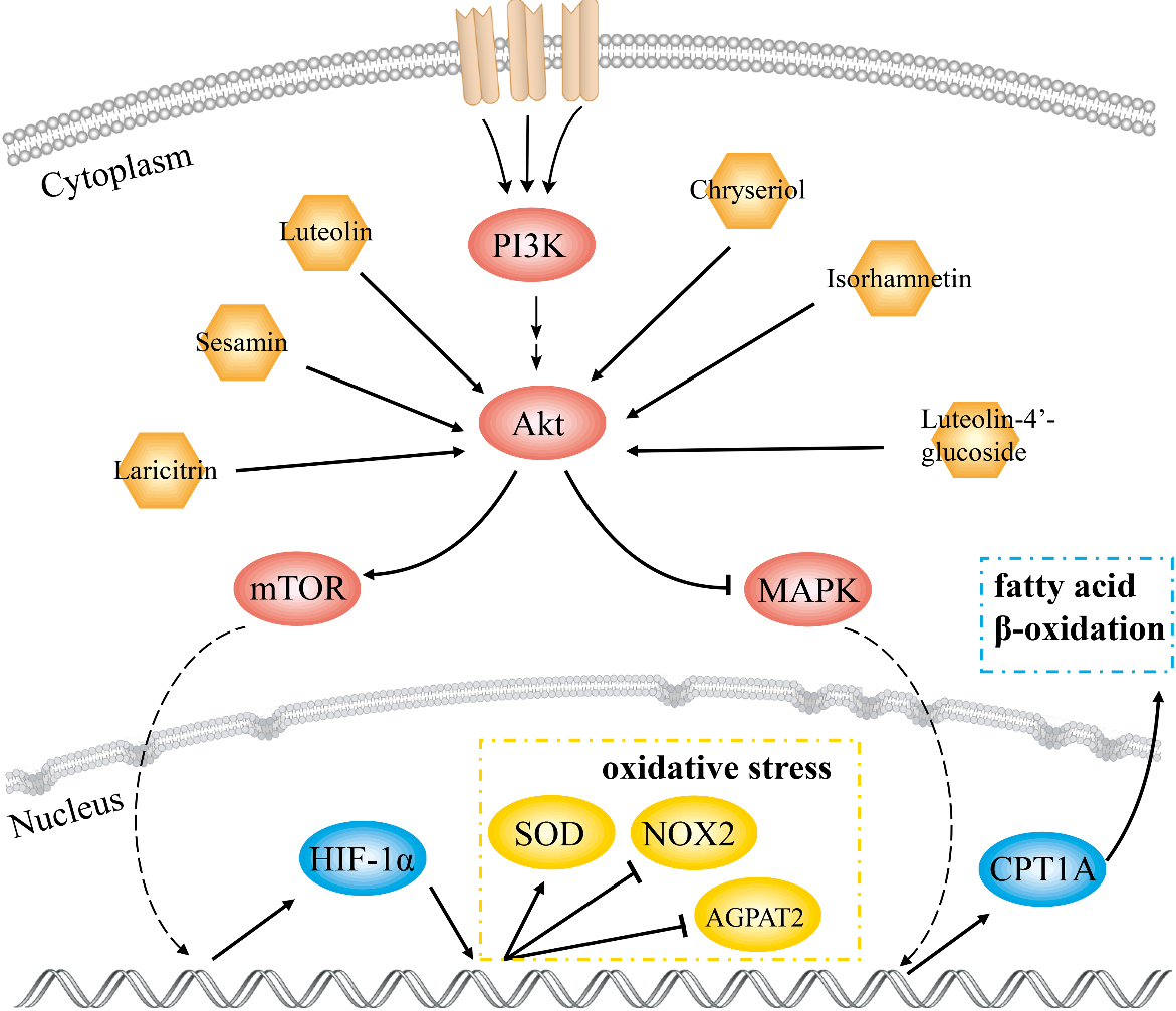 Schematic diagram of the molecular mechanism of GF in the treatment of NAFLD.