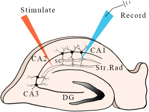 Positions of electrodes during recordings. The red arrow points to the location of the stimulation electrode in the hippocampal section, and the blue arrow points to the location of the recording electrode.