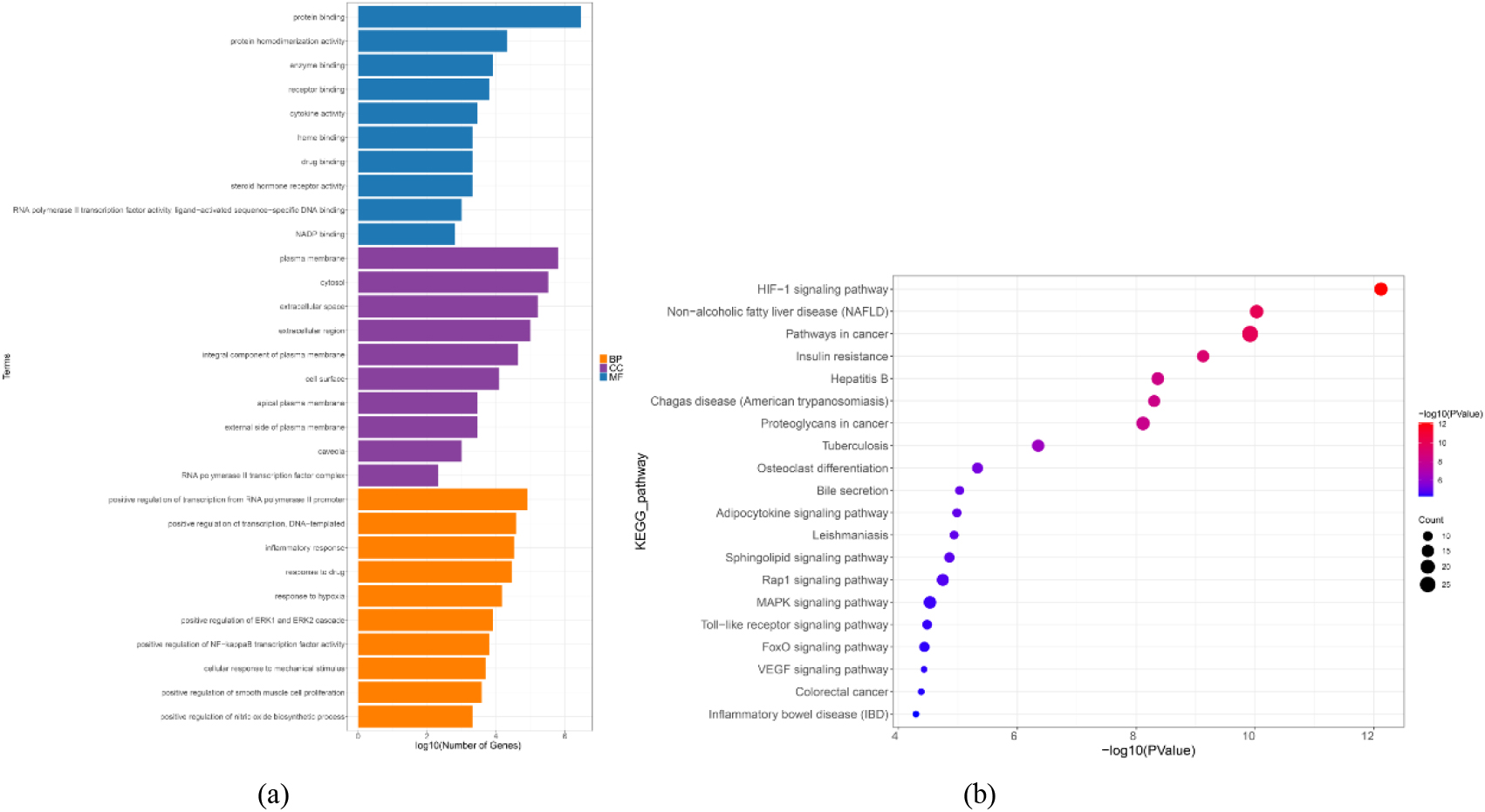 GO and KEGG enrichment analysis of the 117 CSP-FD targets. (a) GO enrichment analysis: the top 10 BPs, MFs, and CCs. (b) Bubble chart of the top 20 KEGG pathways.