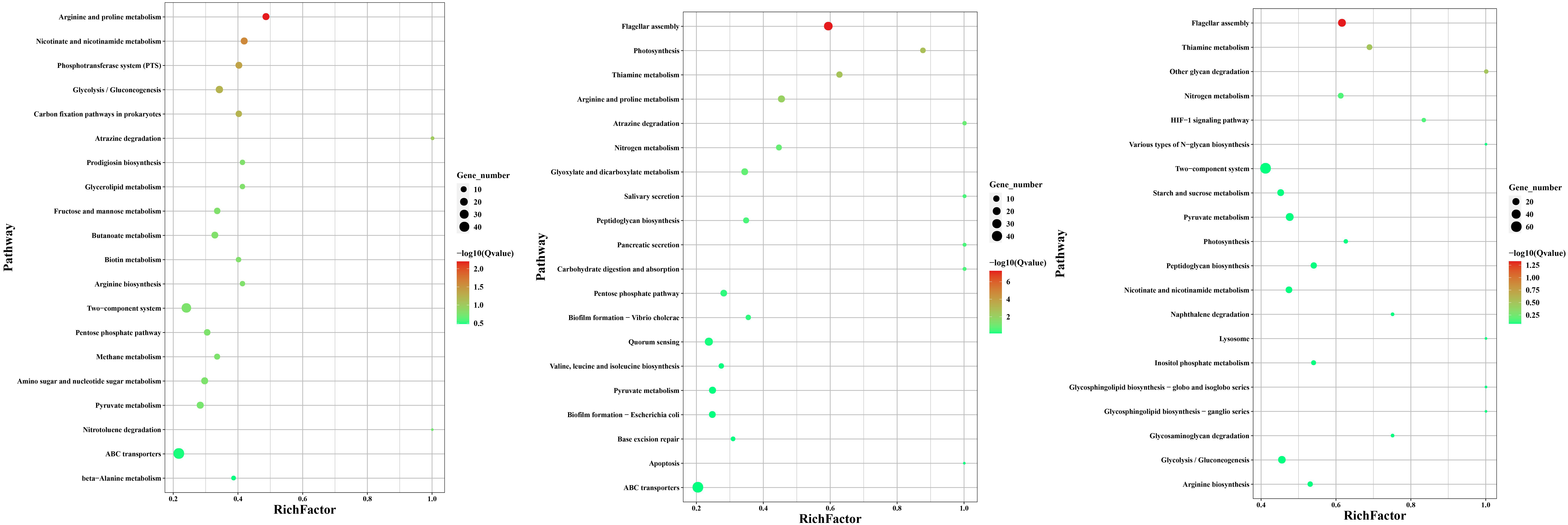 KEGG enrichment scatter diagram of differentially expressed genes. Note: The vertical axis represents the name of each pathway, the order of Qvalue is from small to large, and the horizontal axis represents the enrichment factor. The larger the enrichment factor, the greater the degree of enrichment; The size of the points in the figure indicates the number of differentially expressed genes in this GO term; points with different colors have different Qvalue values, and the value range is between 0 and 1. The closer to 0, the more significant the enrichment.