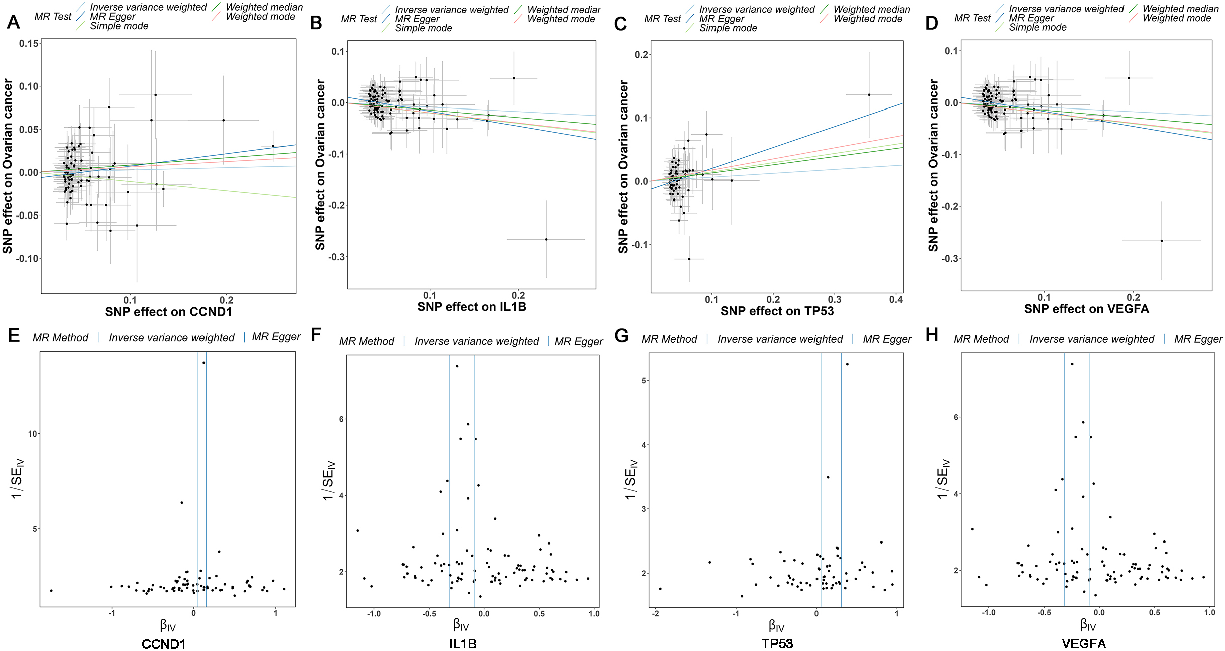 Mendelian randomization study results. (A-D) Scatter plot showing the causal effect of CCND1, IL1B, TP53, and VEGFA on the risk of OC. (E-H) Funnel plots show overall heterogeneity of MR estimates of the effect of CCND1, IL1B, TP53, and VEGFA on OC. OC: ovarian cancer.