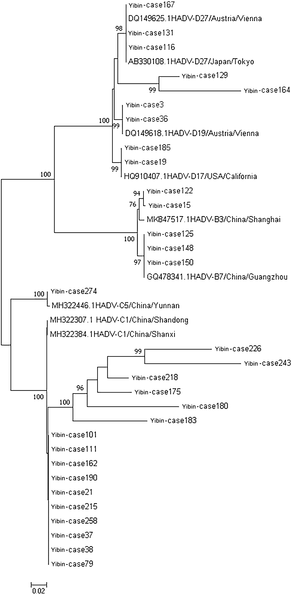 Phylogenetic tree of 31 samples of adenovirus hexon genes.