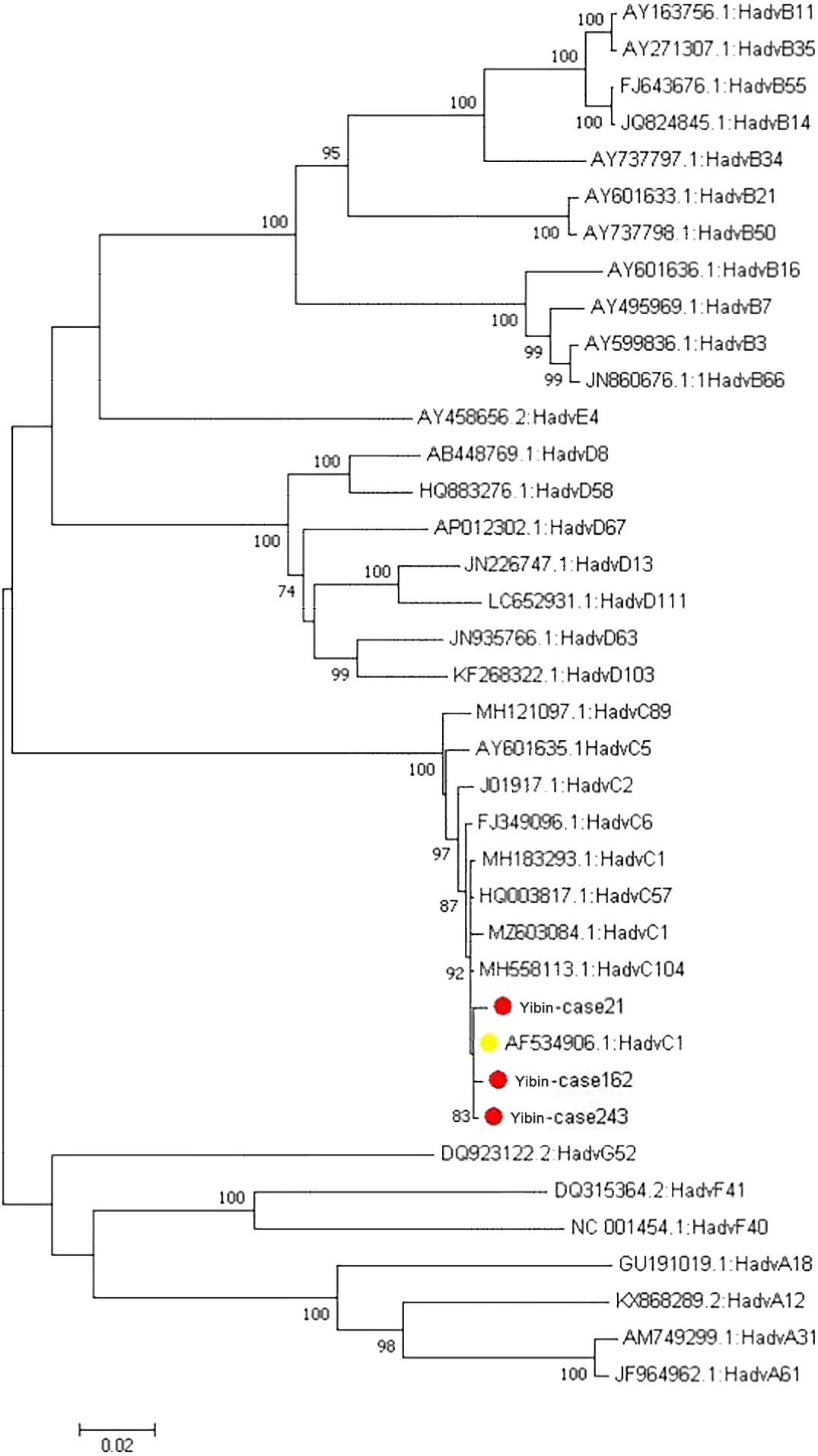 Phylogenetic tree of adenovirus penton genes.